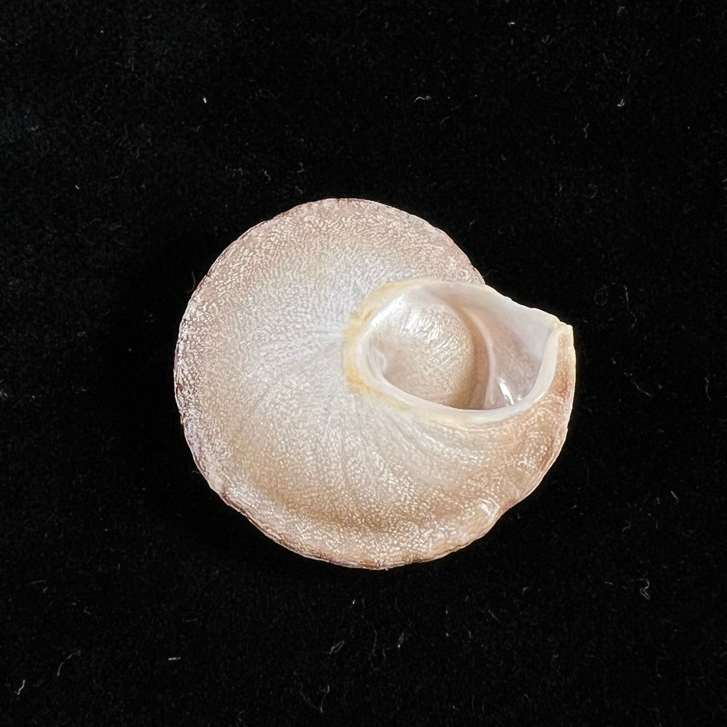 Alabastrina homadensis J. Ahuir, 2018 - 25,9mm