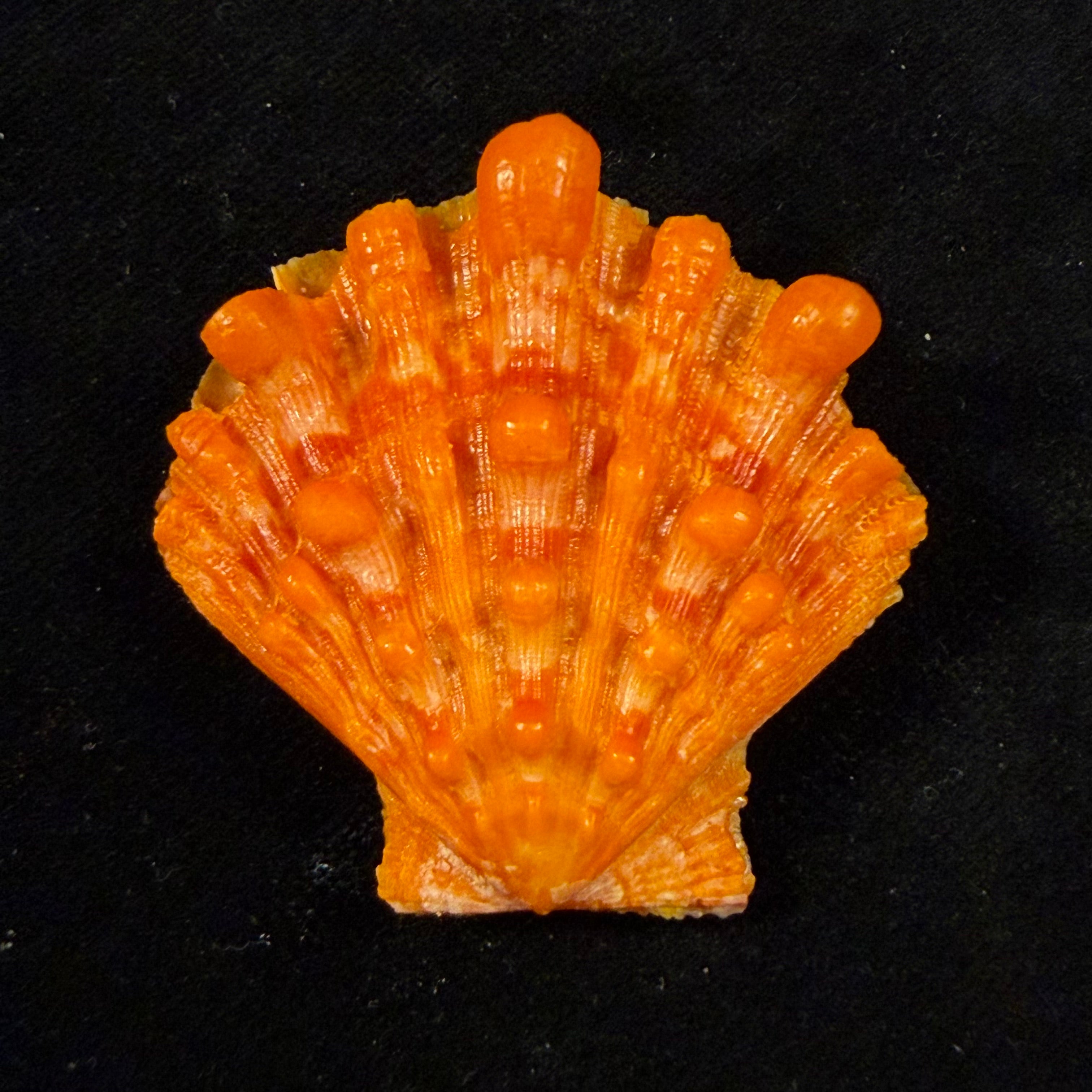Nodipecten nodosus (Linnaeus, 1758) - 45,9mm