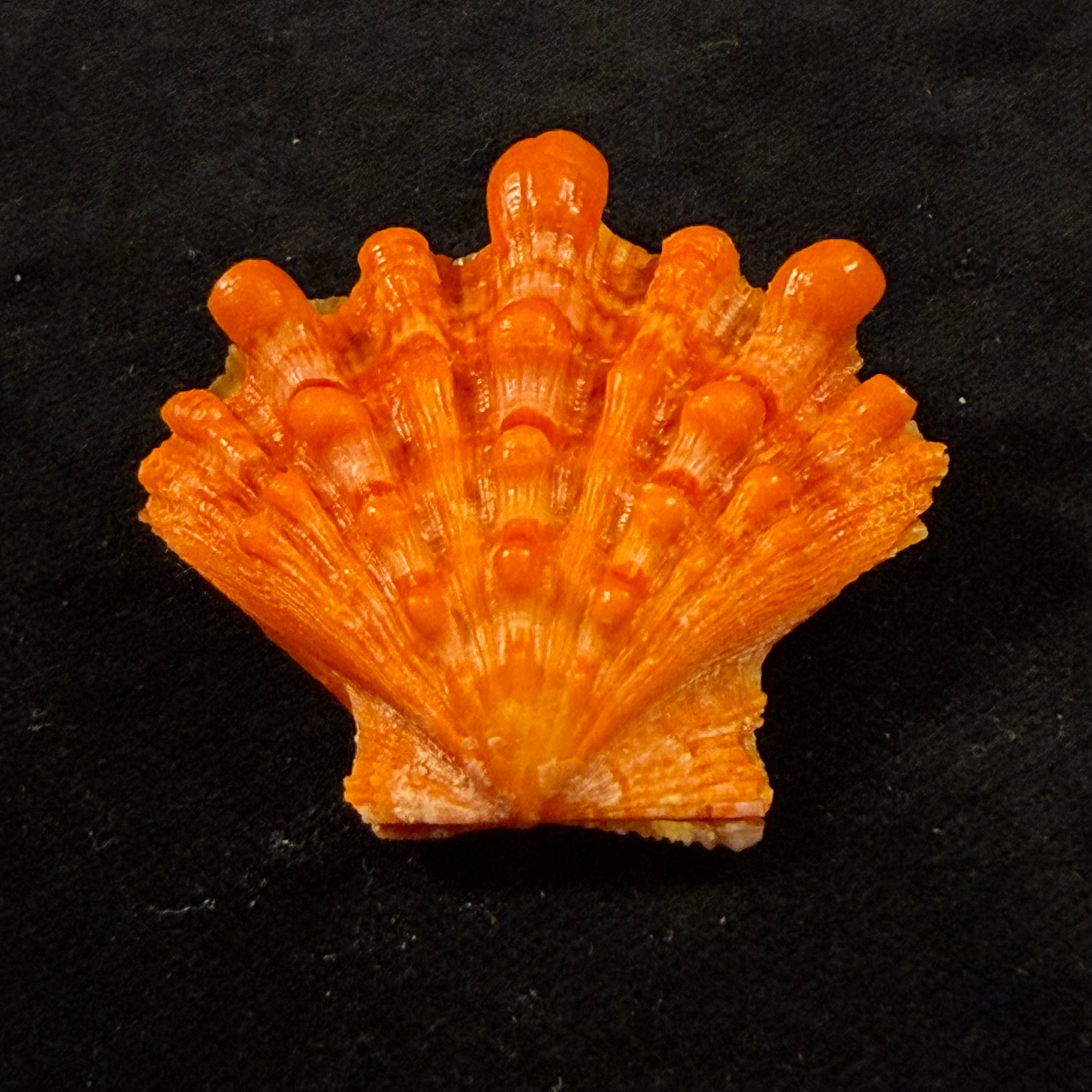 Nodipecten nodosus (Linnaeus, 1758) - 45,9mm