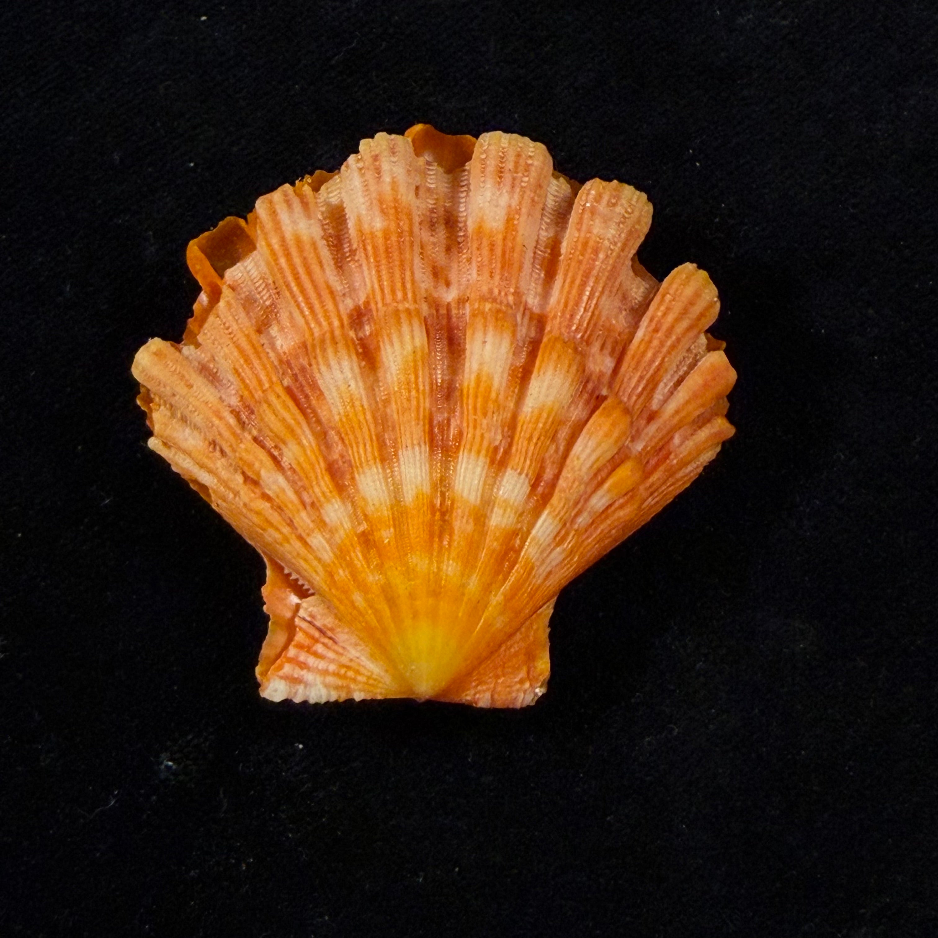 Nodipecten nodosus (Linnaeus, 1758) - 45,9mm