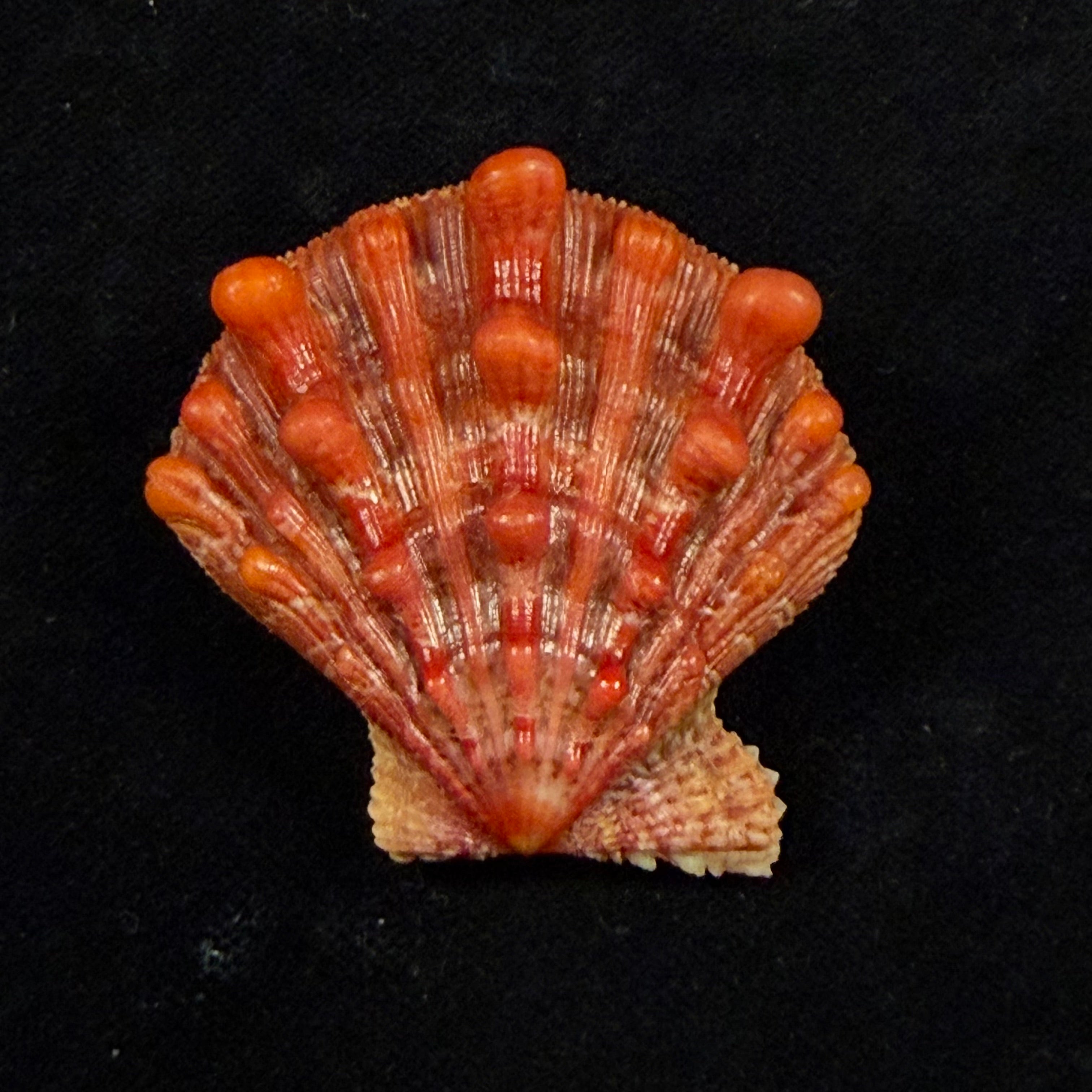 Nodipecten nodosus (Linnaeus, 1758) - 42,6mm