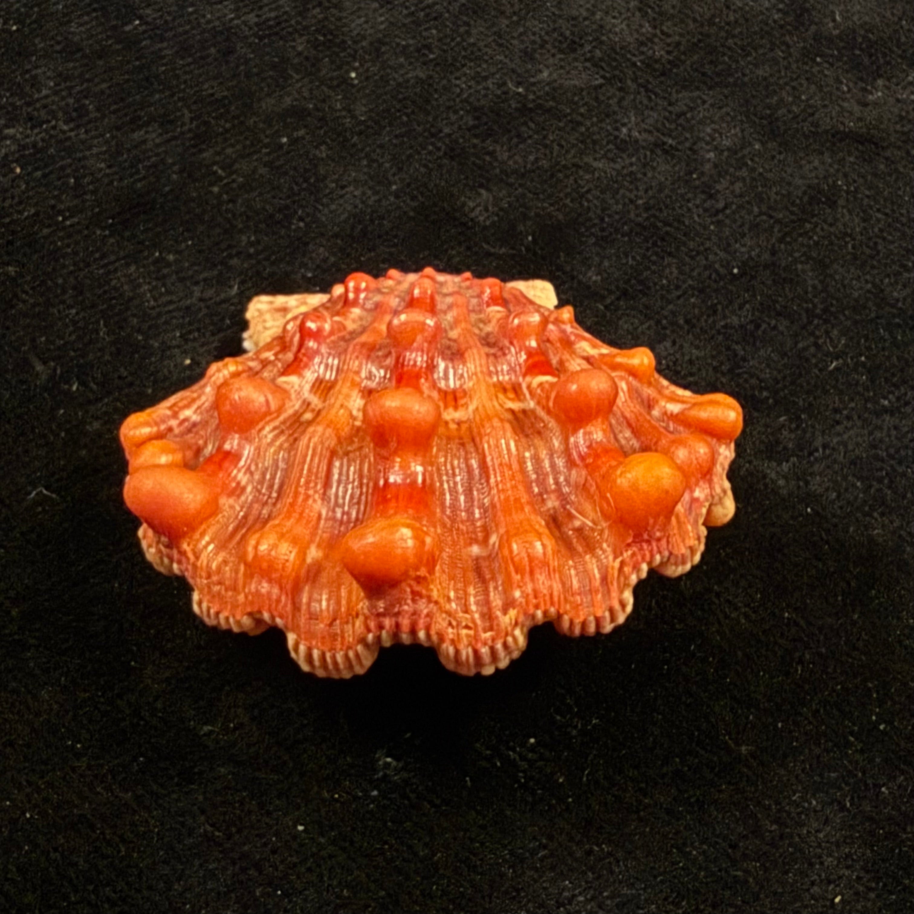 Nodipecten nodosus (Linnaeus, 1758) - 42,6mm