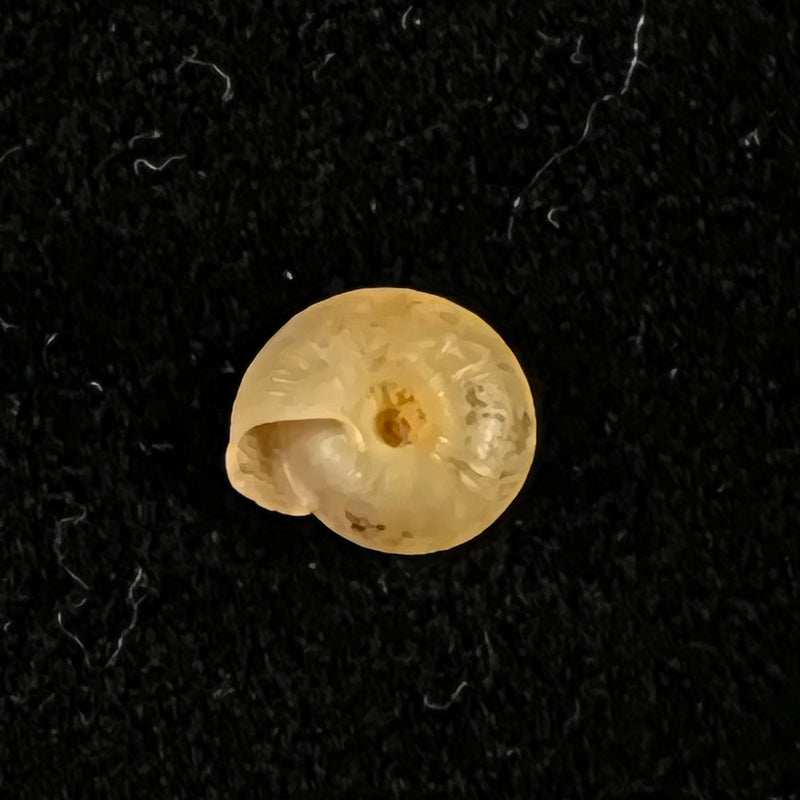Caracollina lenticula (Michaud, 1831) - 7mm