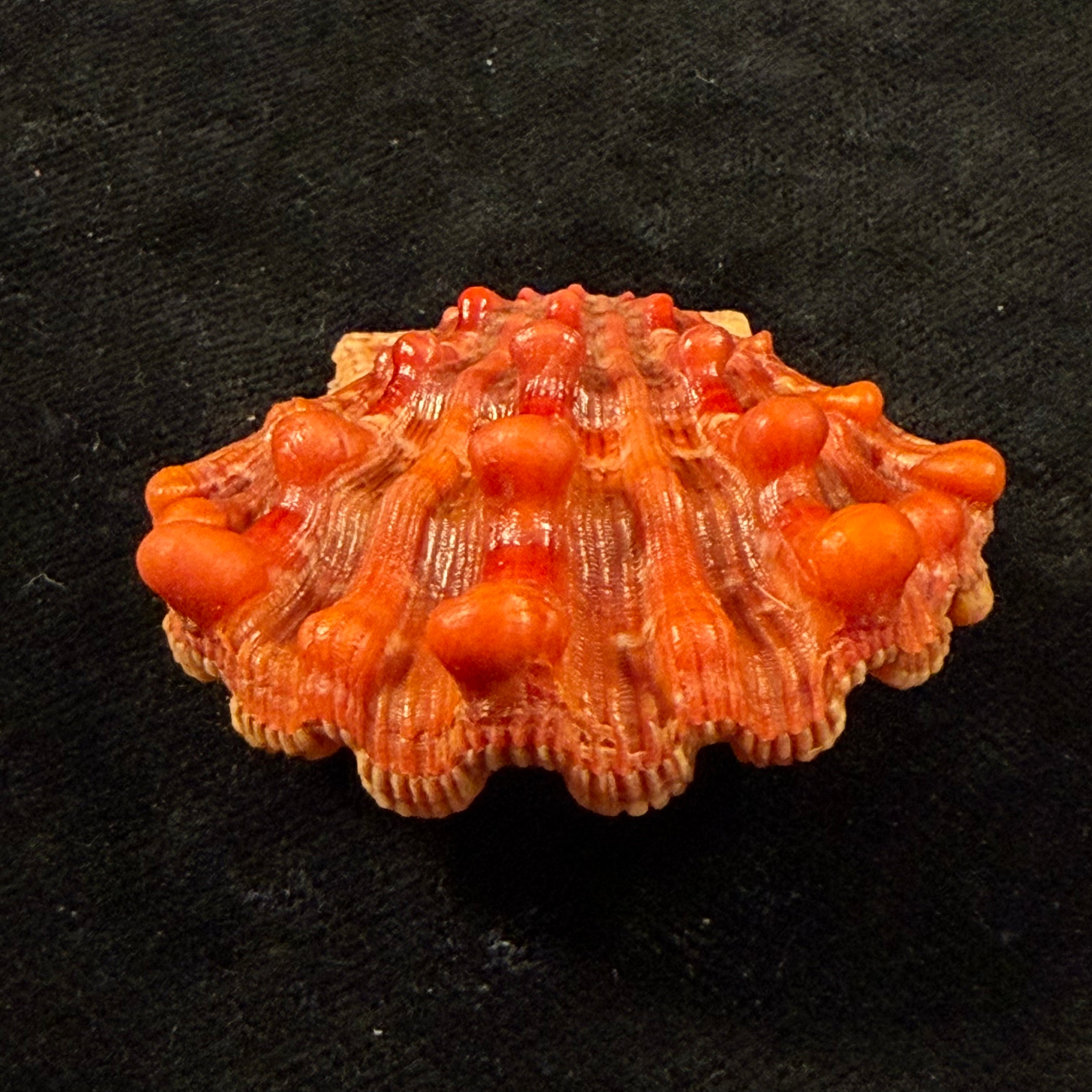 Nodipecten nodosus (Linnaeus, 1758) - 42,6mm