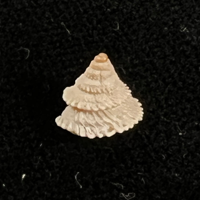 Obelus pumilio (Dillwyn, 1817) - 8mm