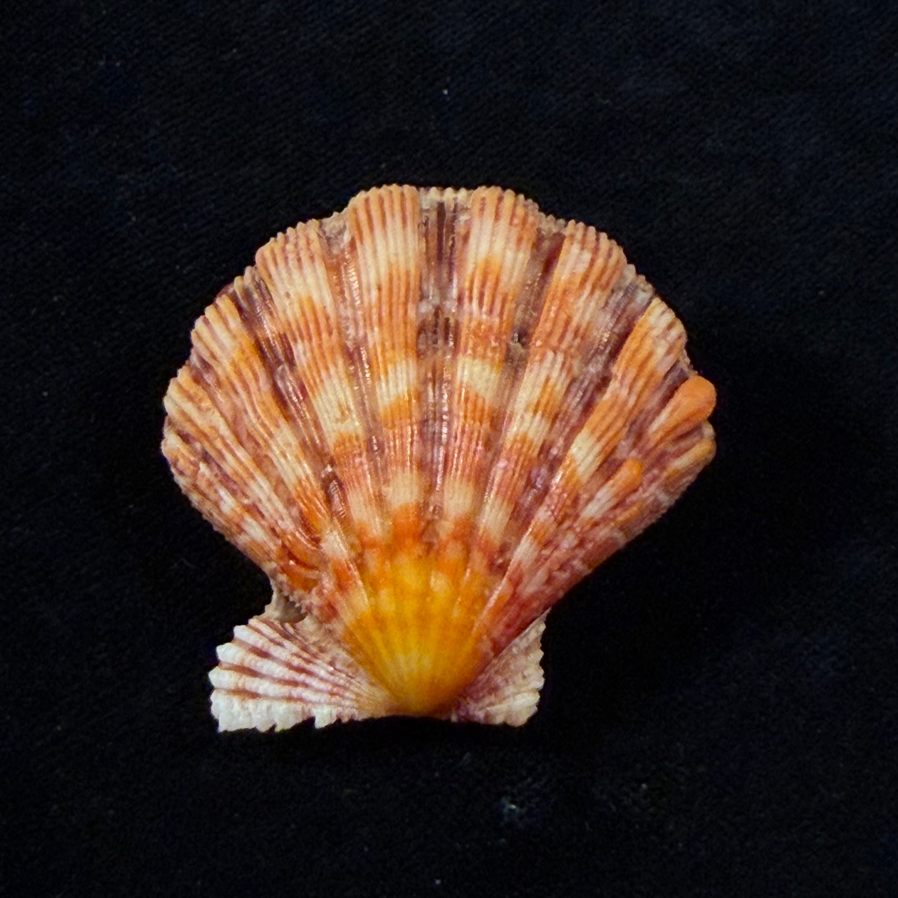 Nodipecten nodosus (Linnaeus, 1758) - 42,6mm