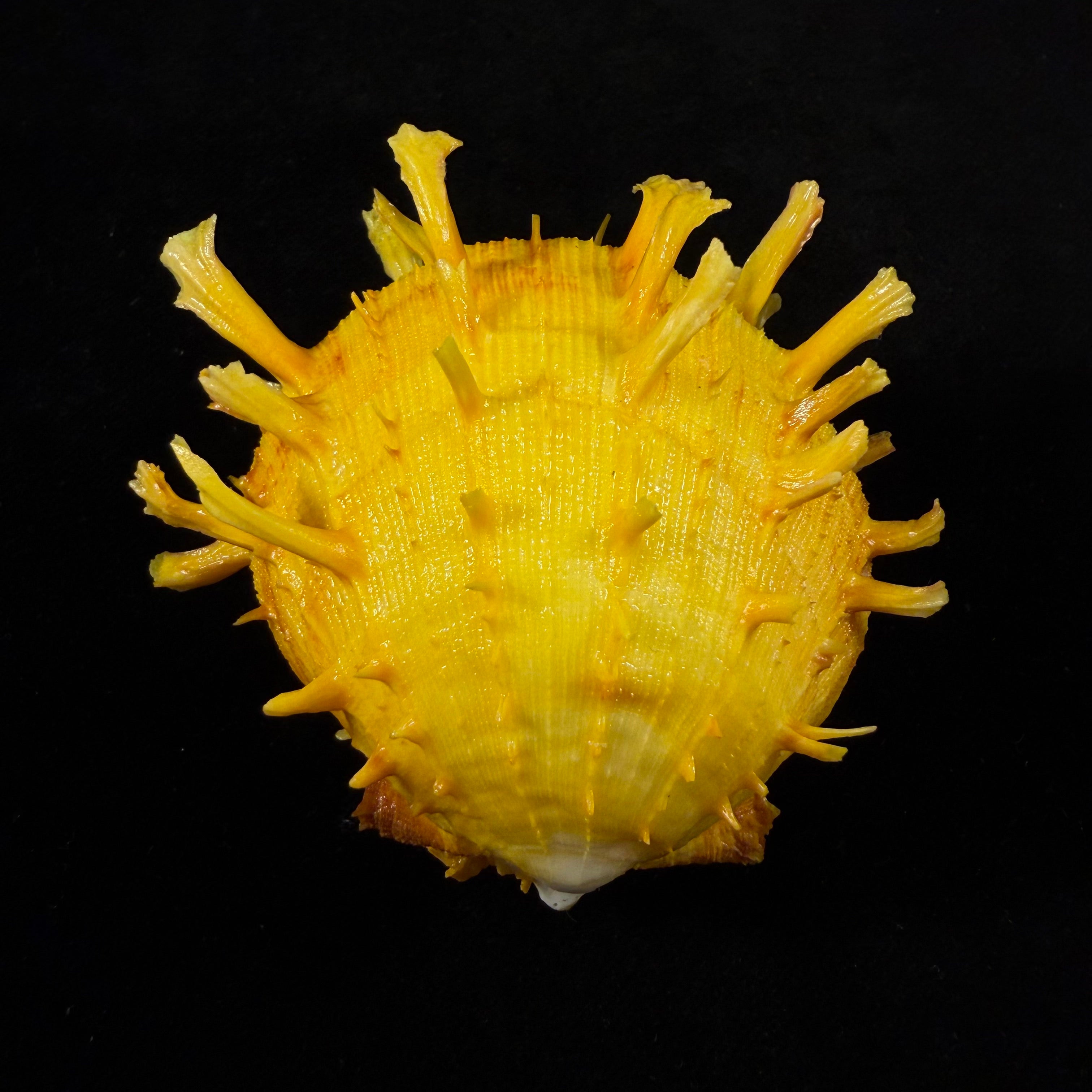 Spondylus ictericus Reeve, 1856 - 70,8mm