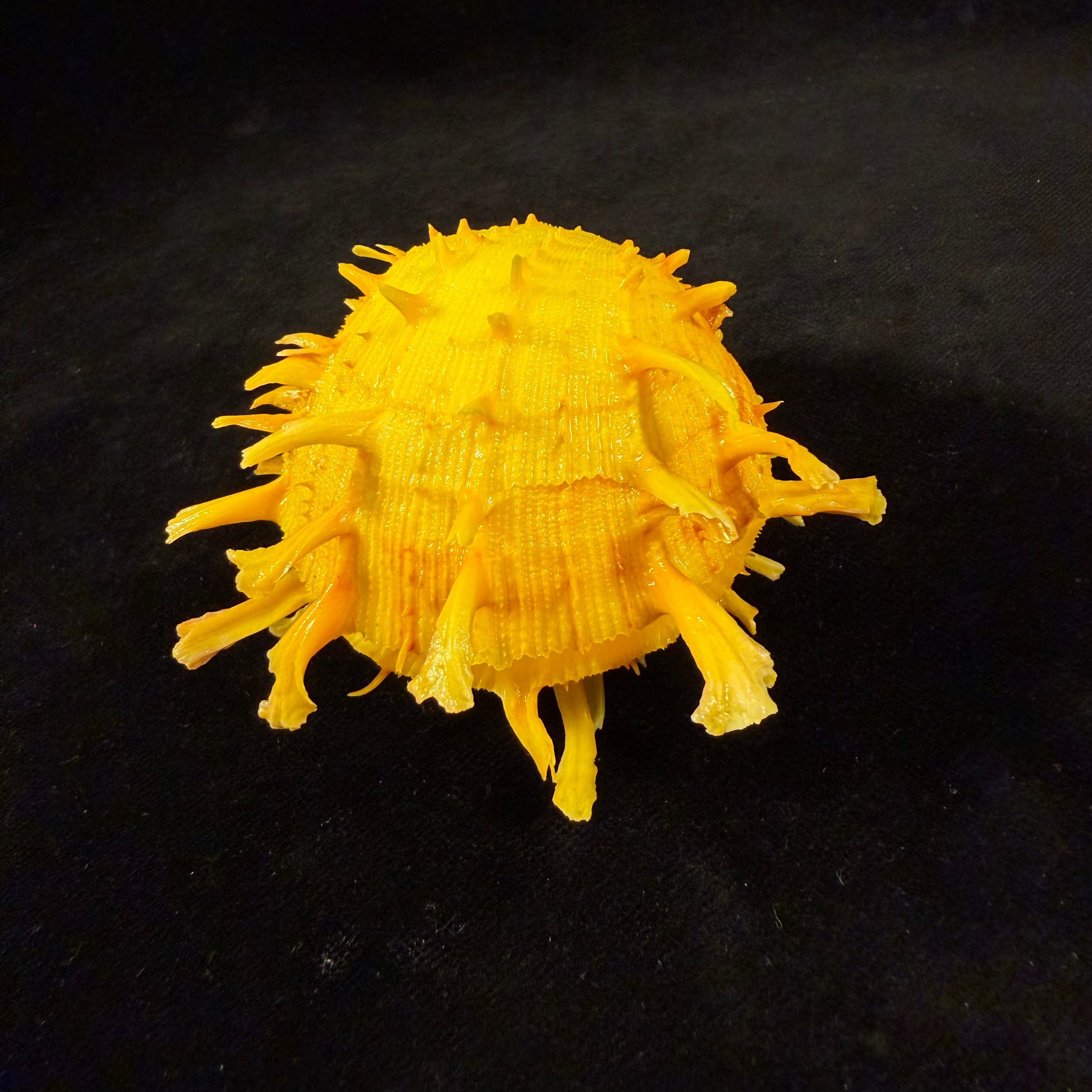 Spondylus ictericus Reeve, 1856 - 70,8mm