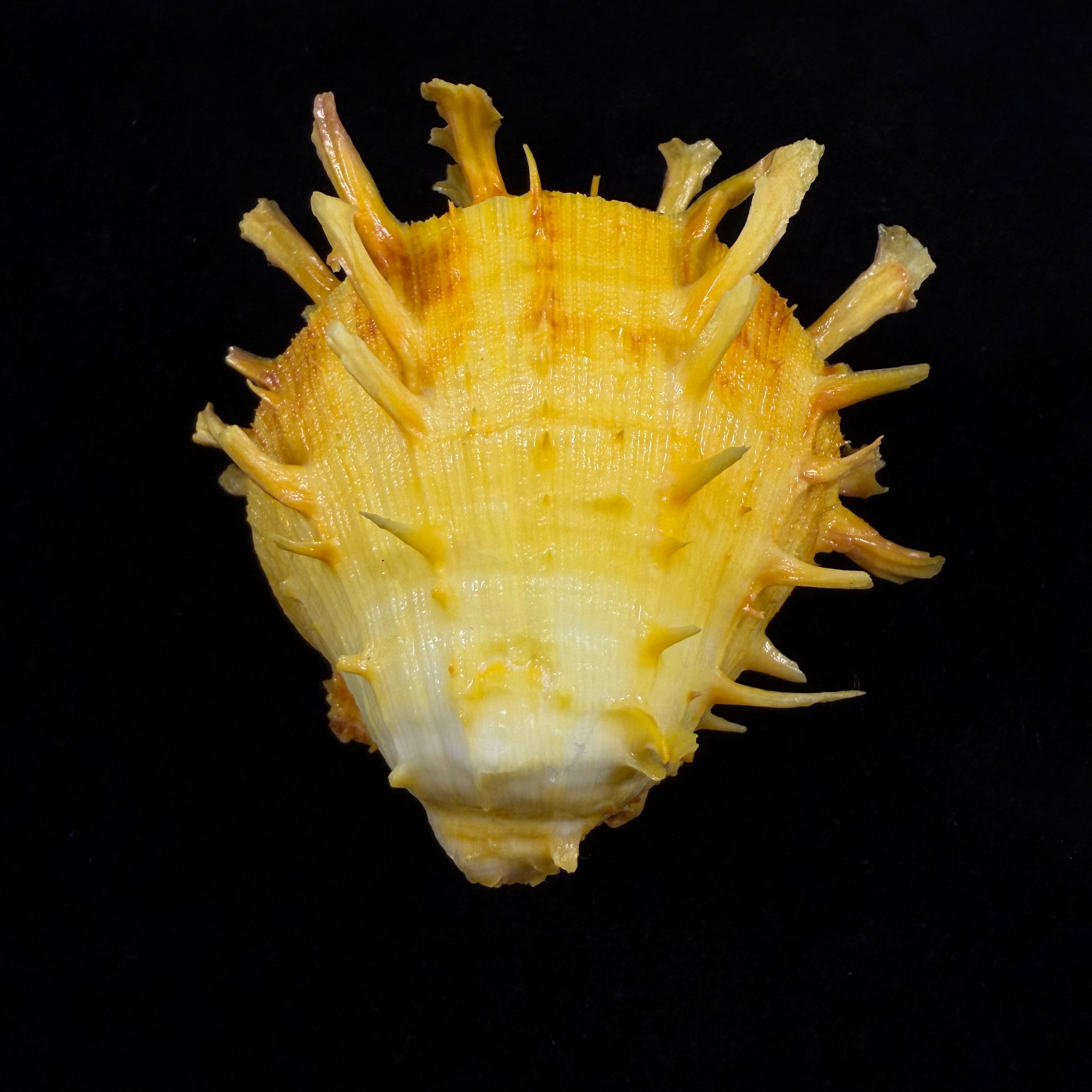 Spondylus ictericus Reeve, 1856 - 70,8mm