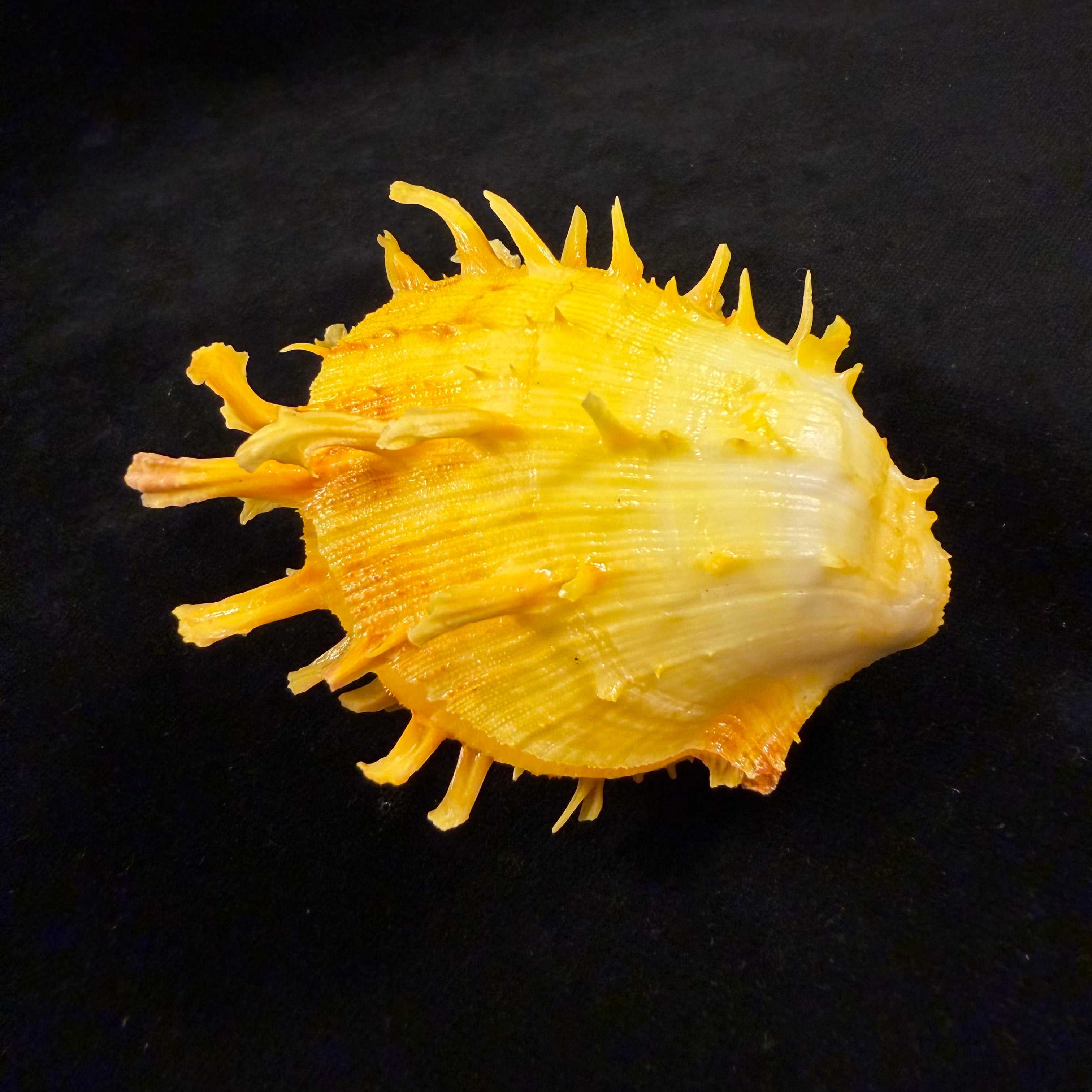 Spondylus ictericus Reeve, 1856 - 70,8mm