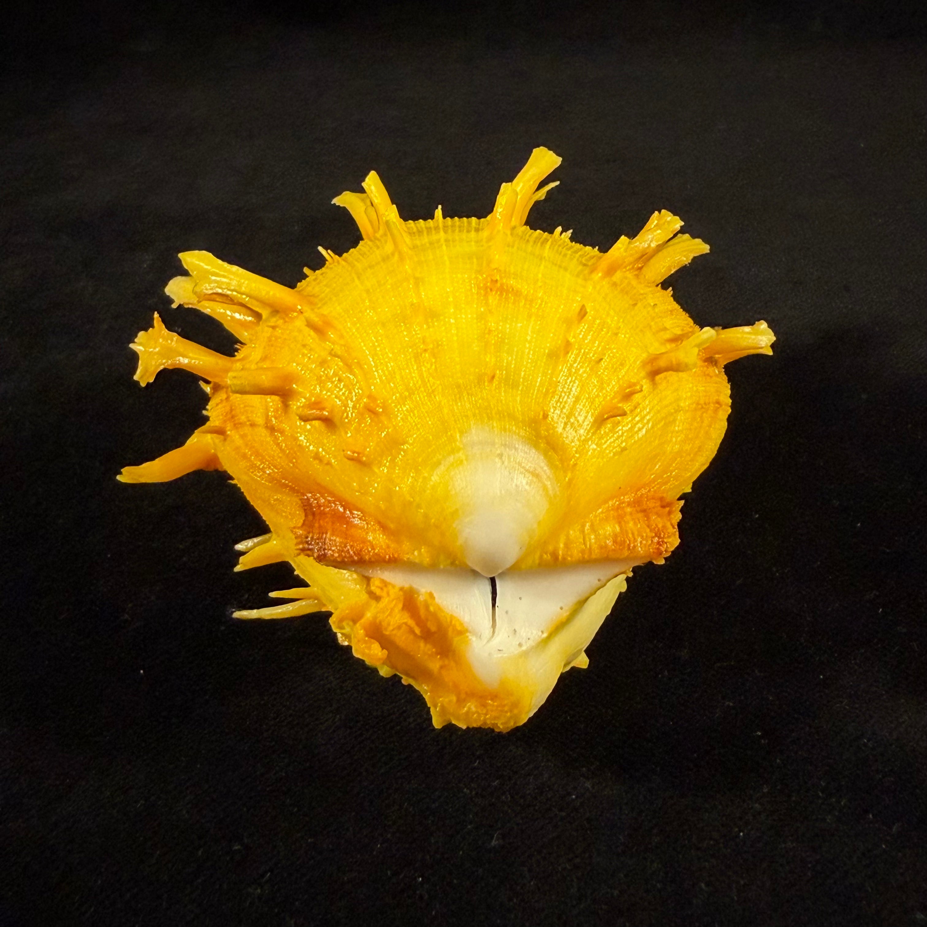 Spondylus ictericus Reeve, 1856 - 70,8mm