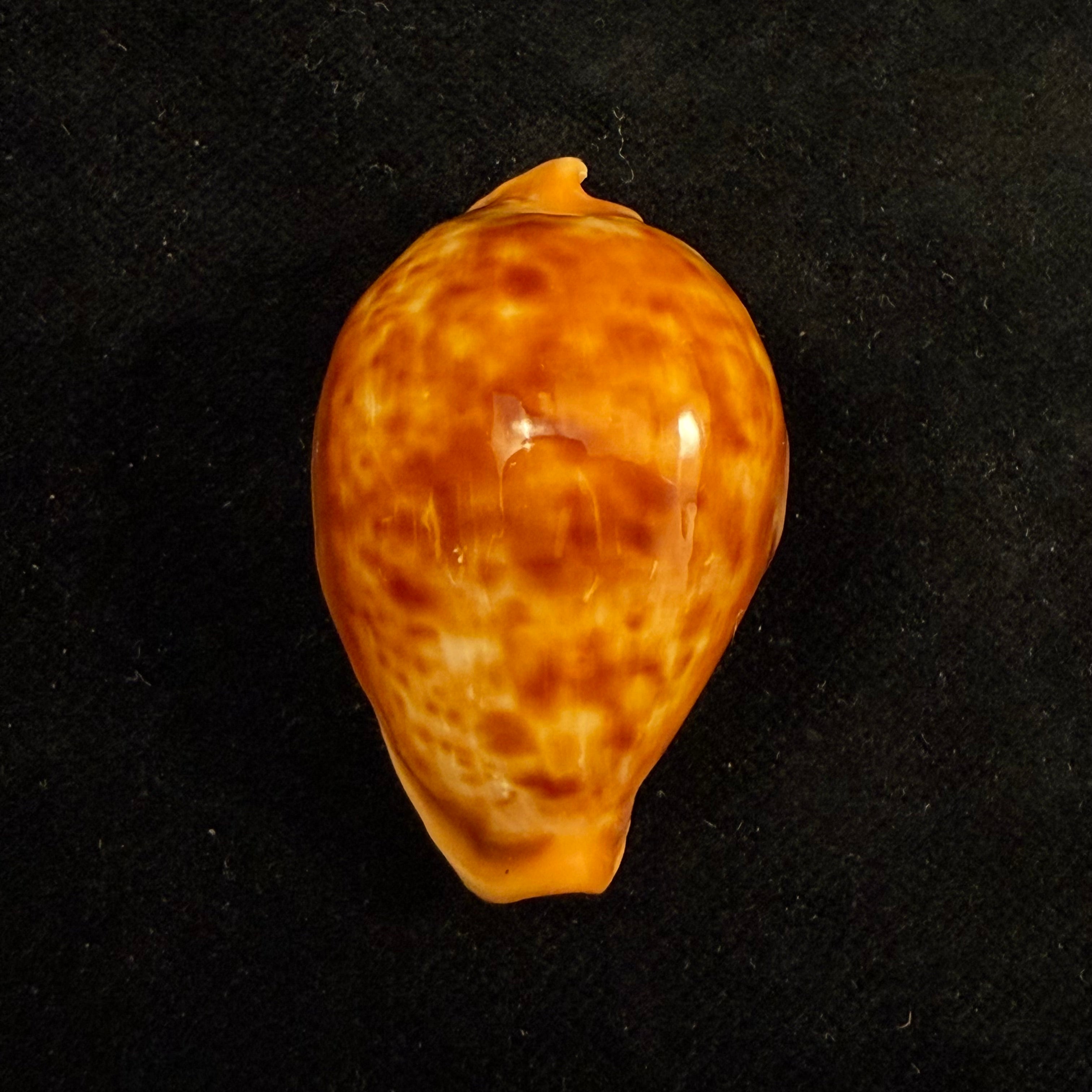 Propustularia surinamensis (G. Perry, 1811) - 40,5mm
