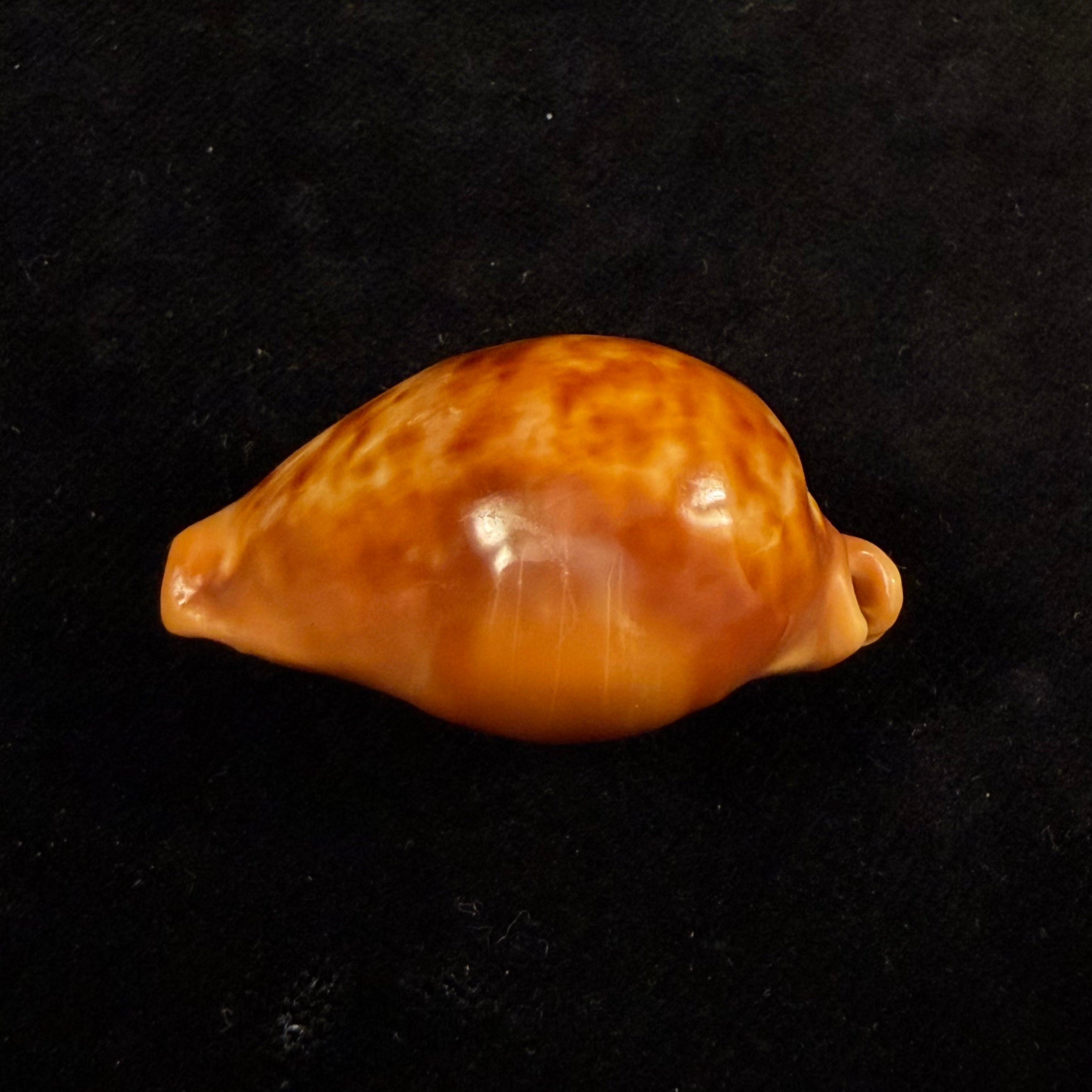 Propustularia surinamensis (G. Perry, 1811) - 40,5mm
