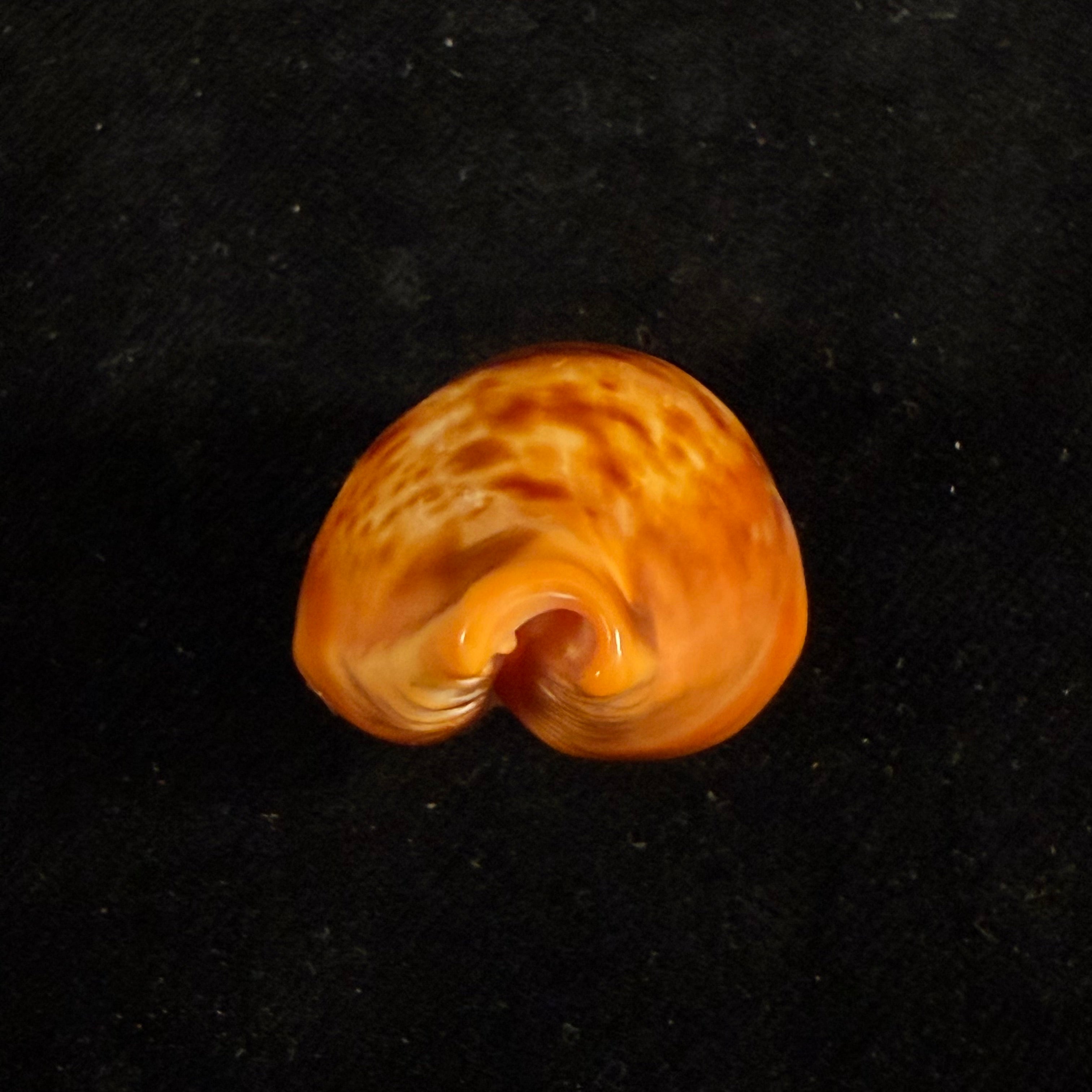 Propustularia surinamensis (G. Perry, 1811) - 40,5mm