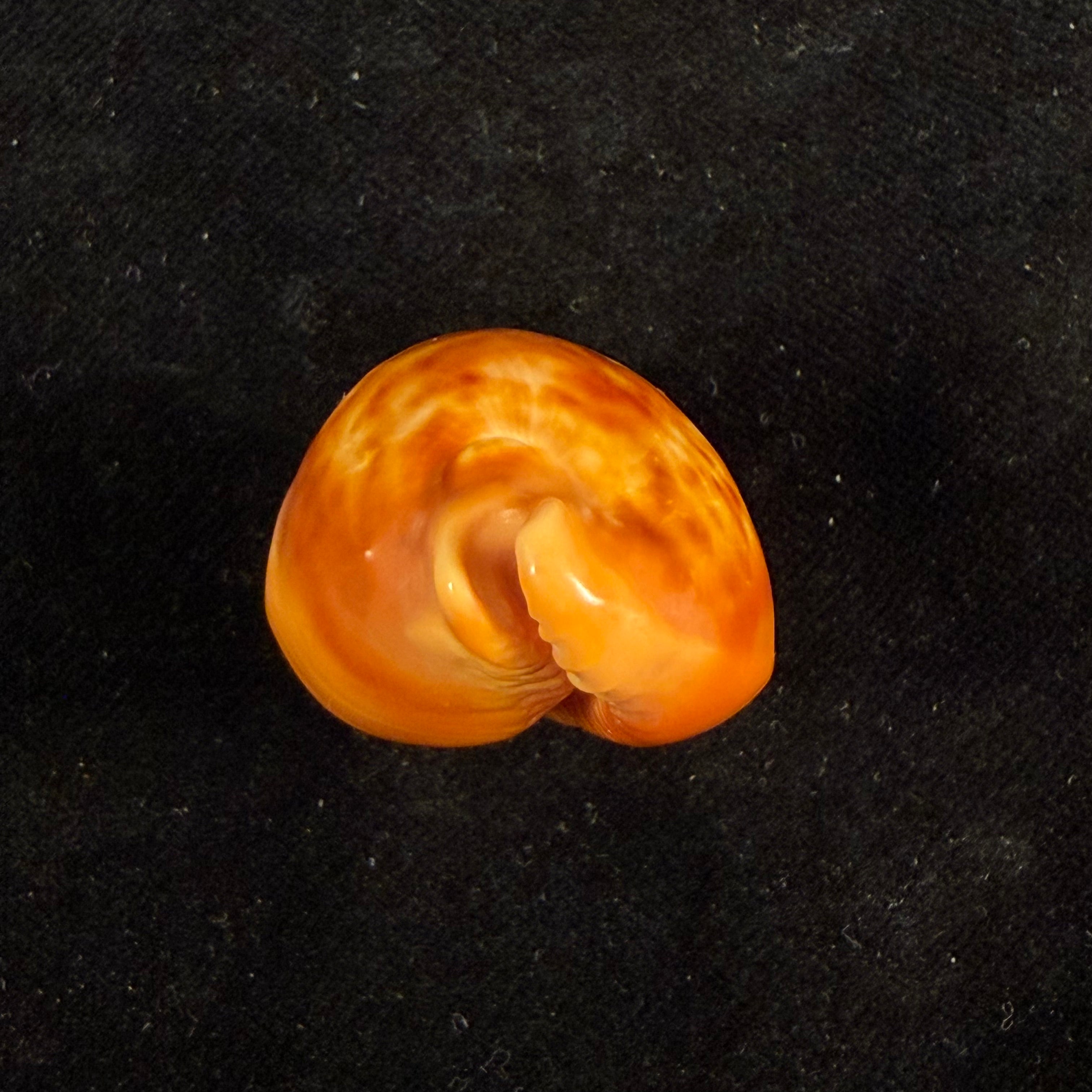 Propustularia surinamensis (G. Perry, 1811) - 40,5mm