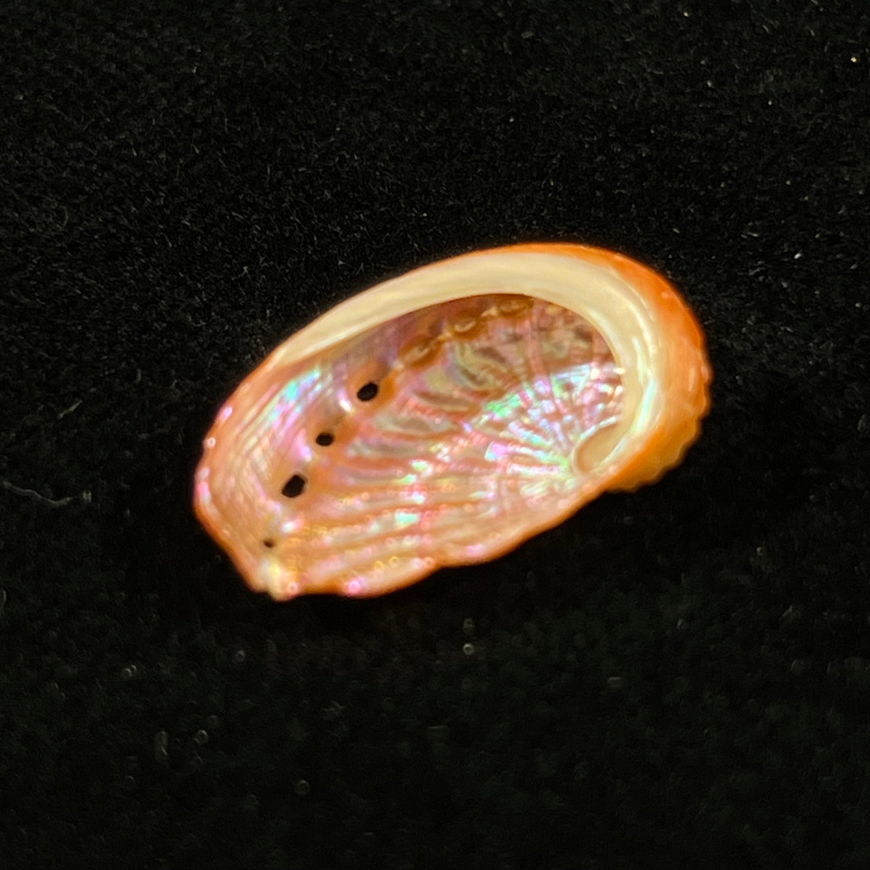 Haliotis pourtalesii aurantium Simone, 1998 - 20,6mm