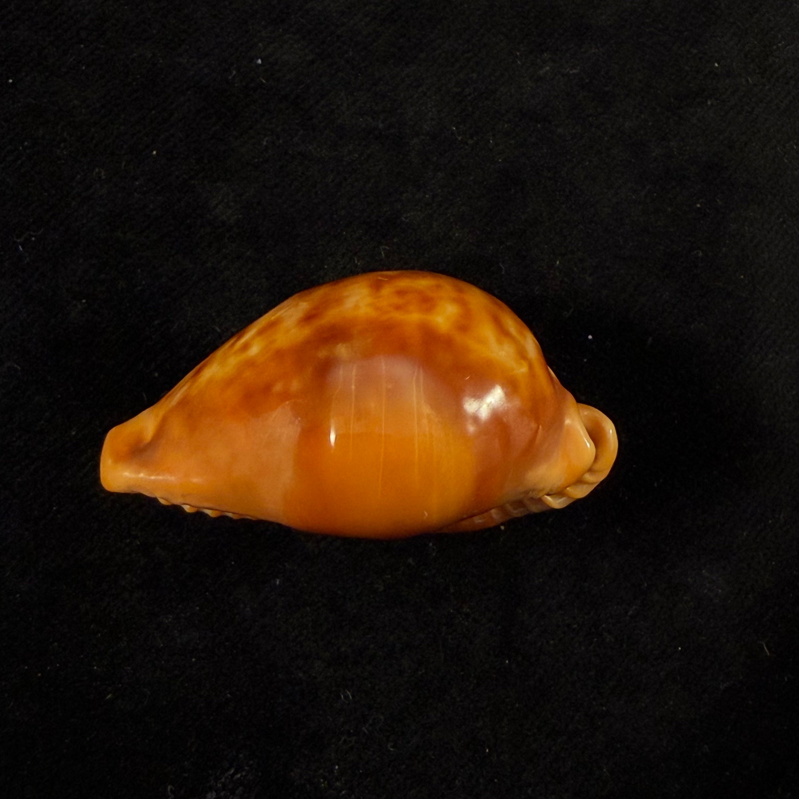 Propustularia surinamensis (G. Perry, 1811) - 40,5mm