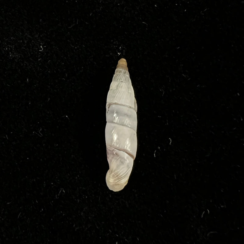 Albinaria eburnea inflaticollis H. Nordsieck, 2004 - 15,9mm