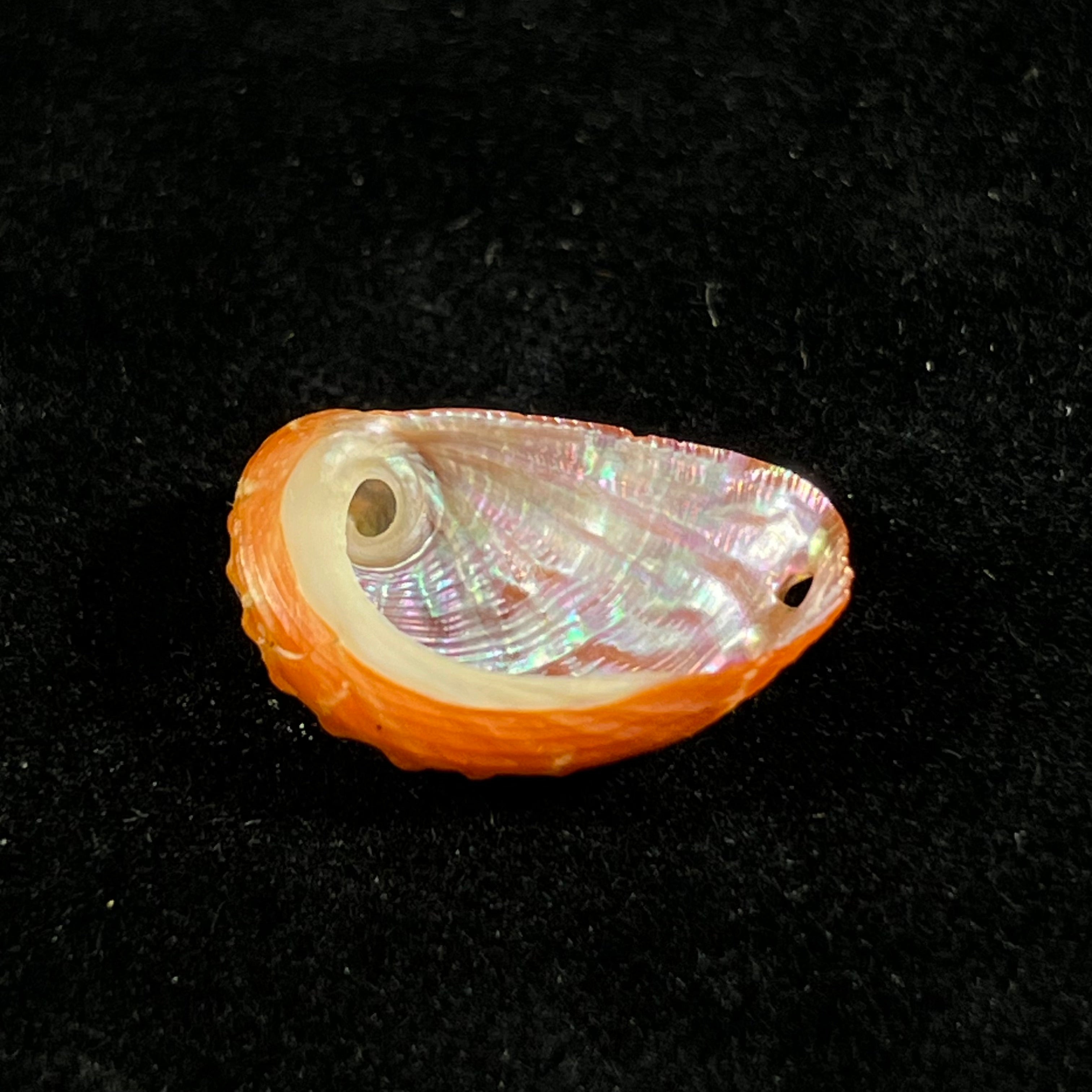 Haliotis pourtalesii aurantium Simone, 1998 - 21,2mm