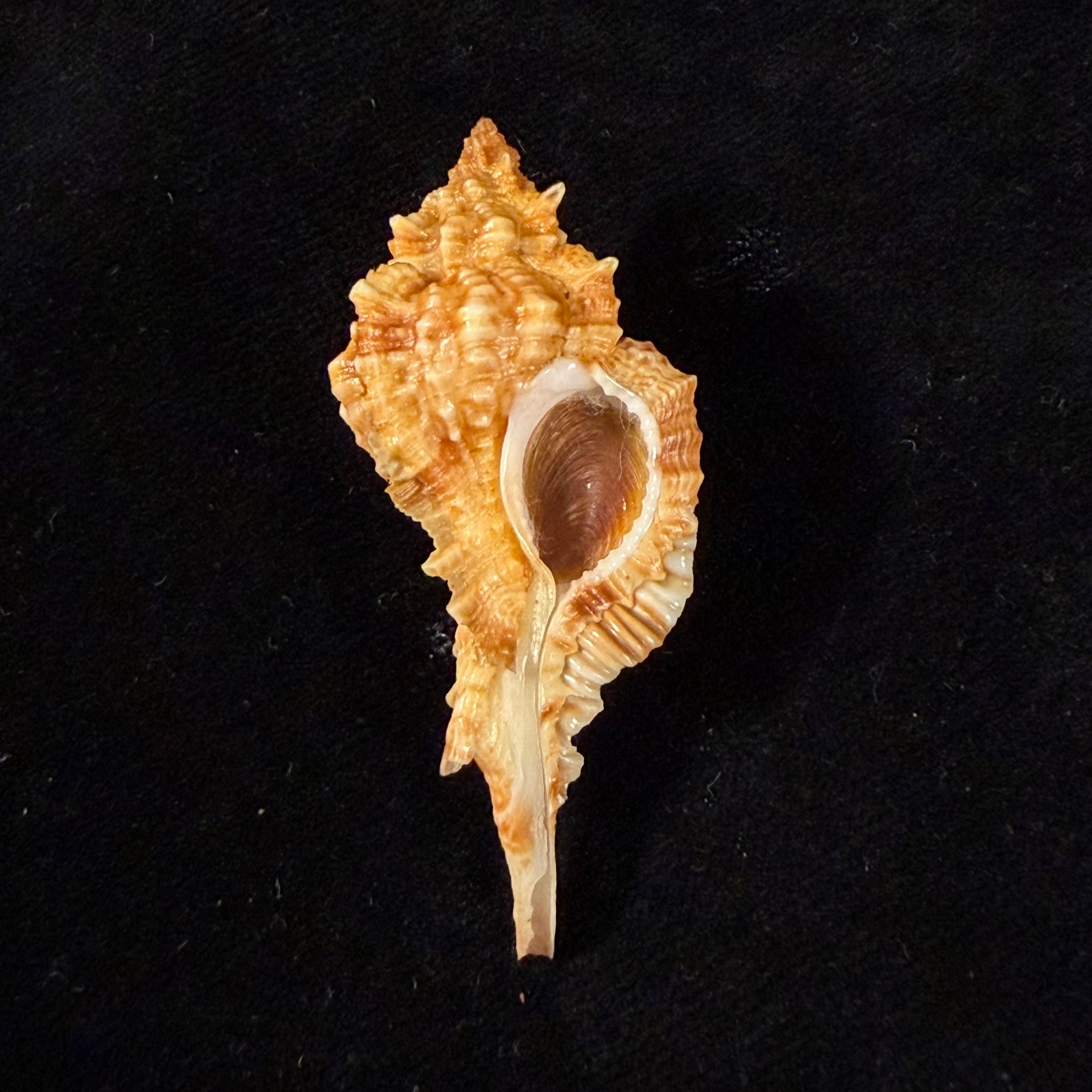 Siratus coltrorum (E. H. Vokes, 1990) - 55mm