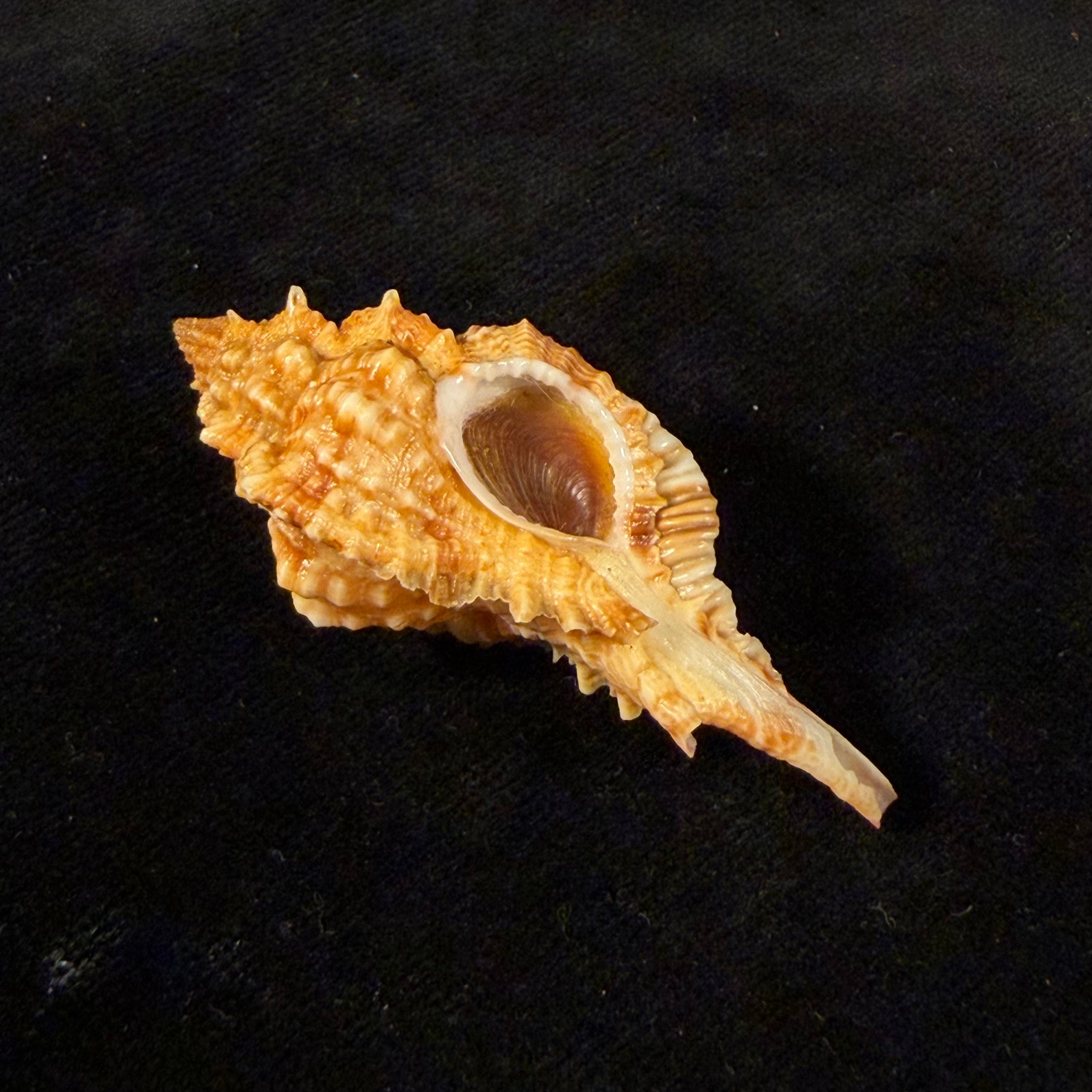 Siratus coltrorum (E. H. Vokes, 1990) - 55mm