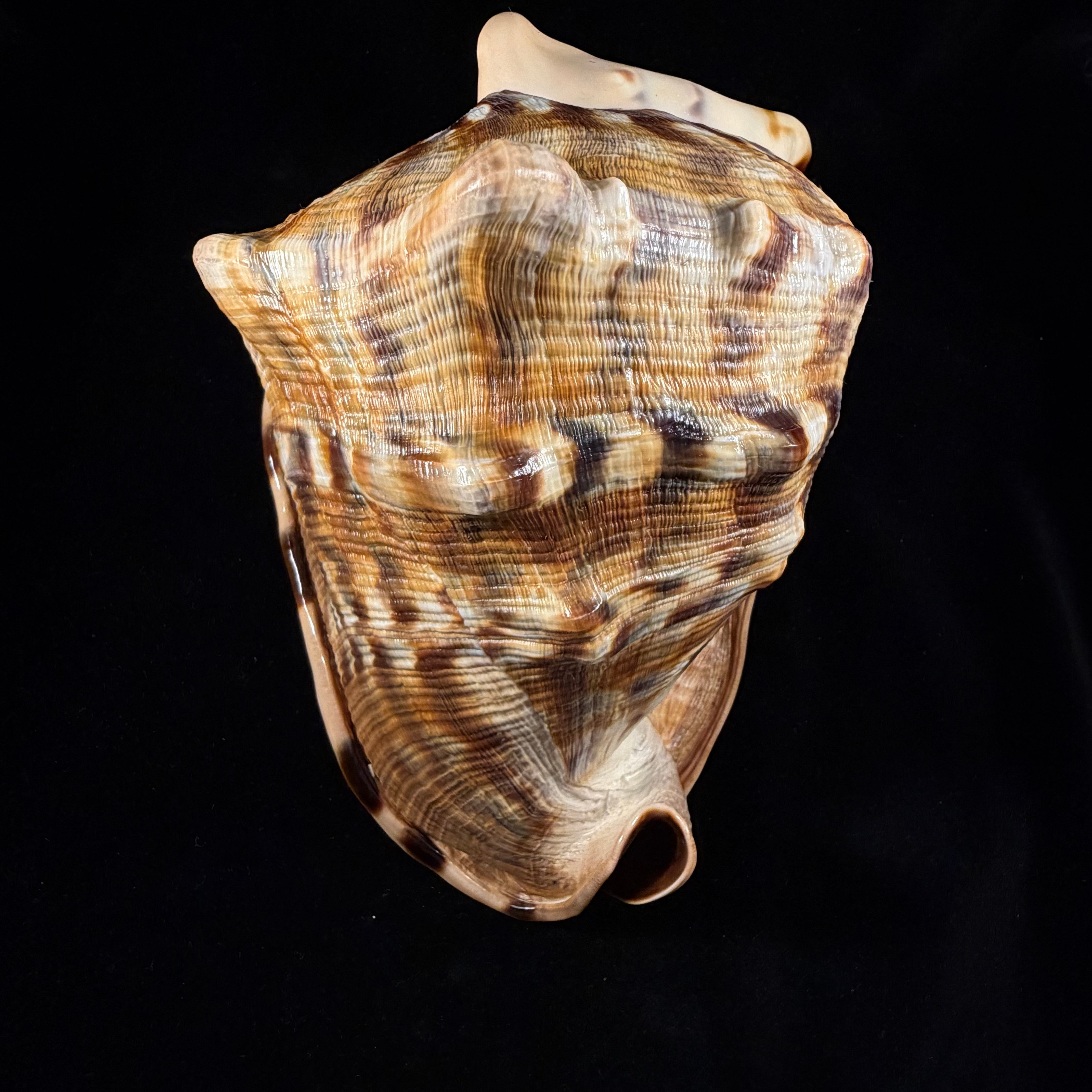 Cassis tuberosa (Linnaeus, 1758) - 209,4mm