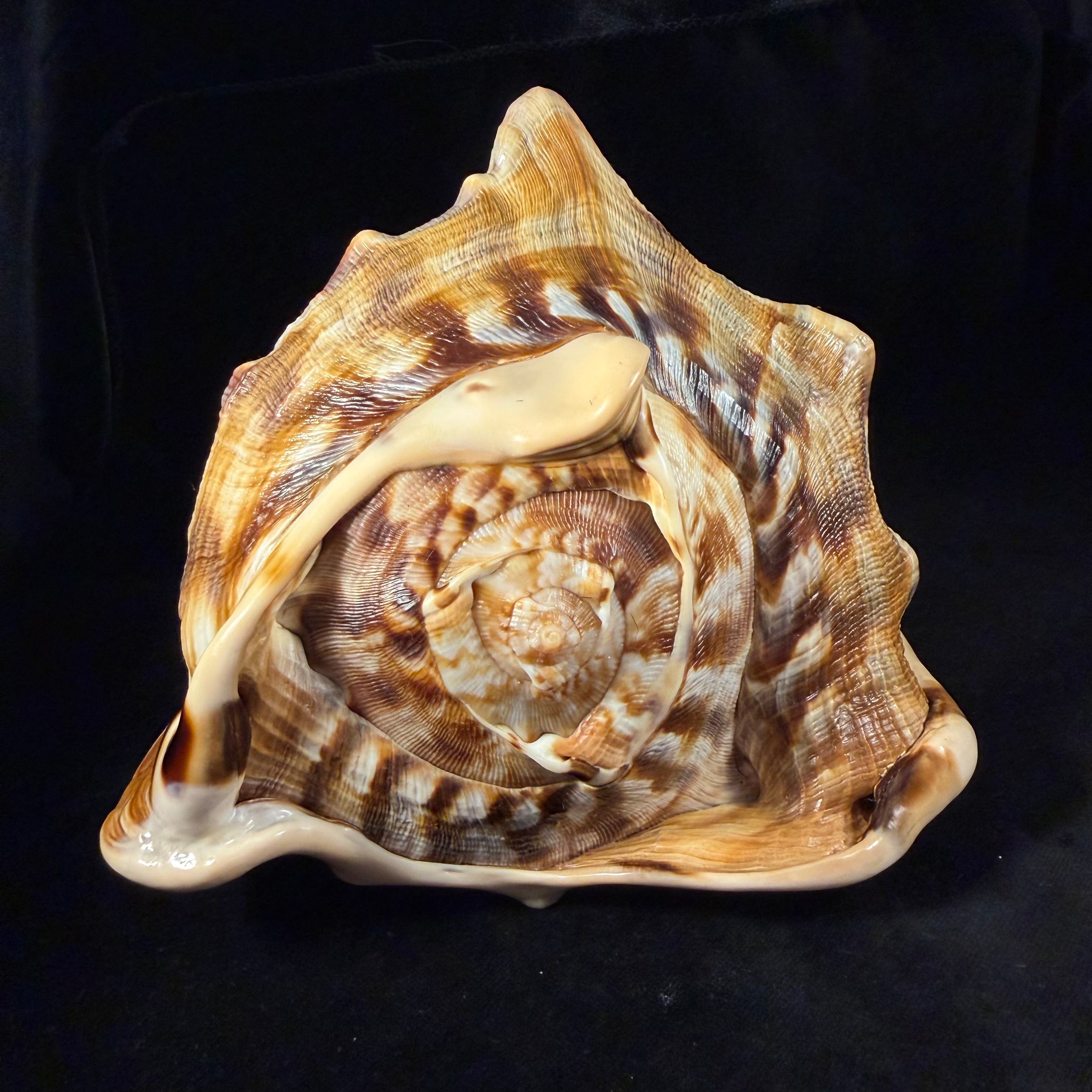 Cassis tuberosa (Linnaeus, 1758) - 209,4mm