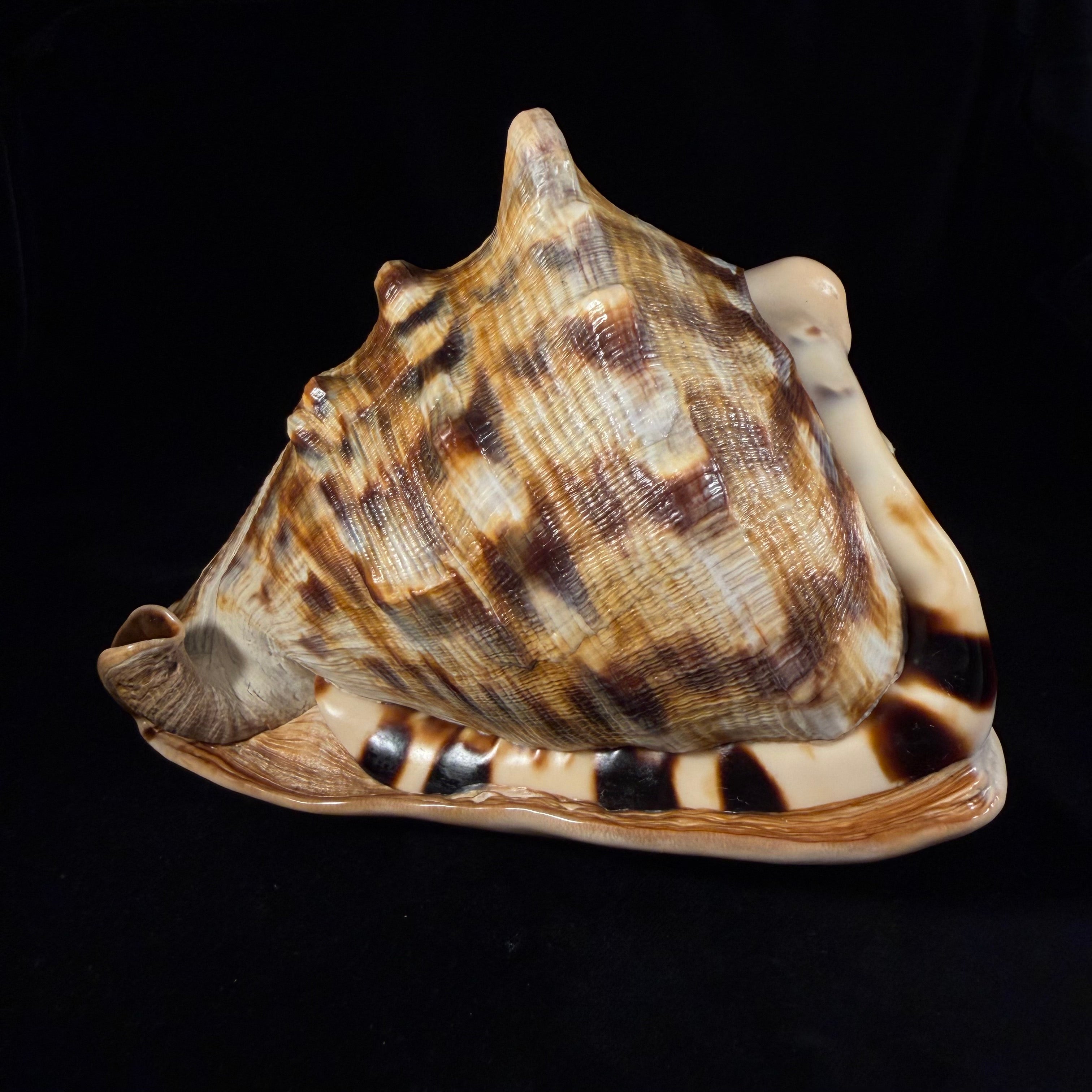 Cassis tuberosa (Linnaeus, 1758) - 209,4mm