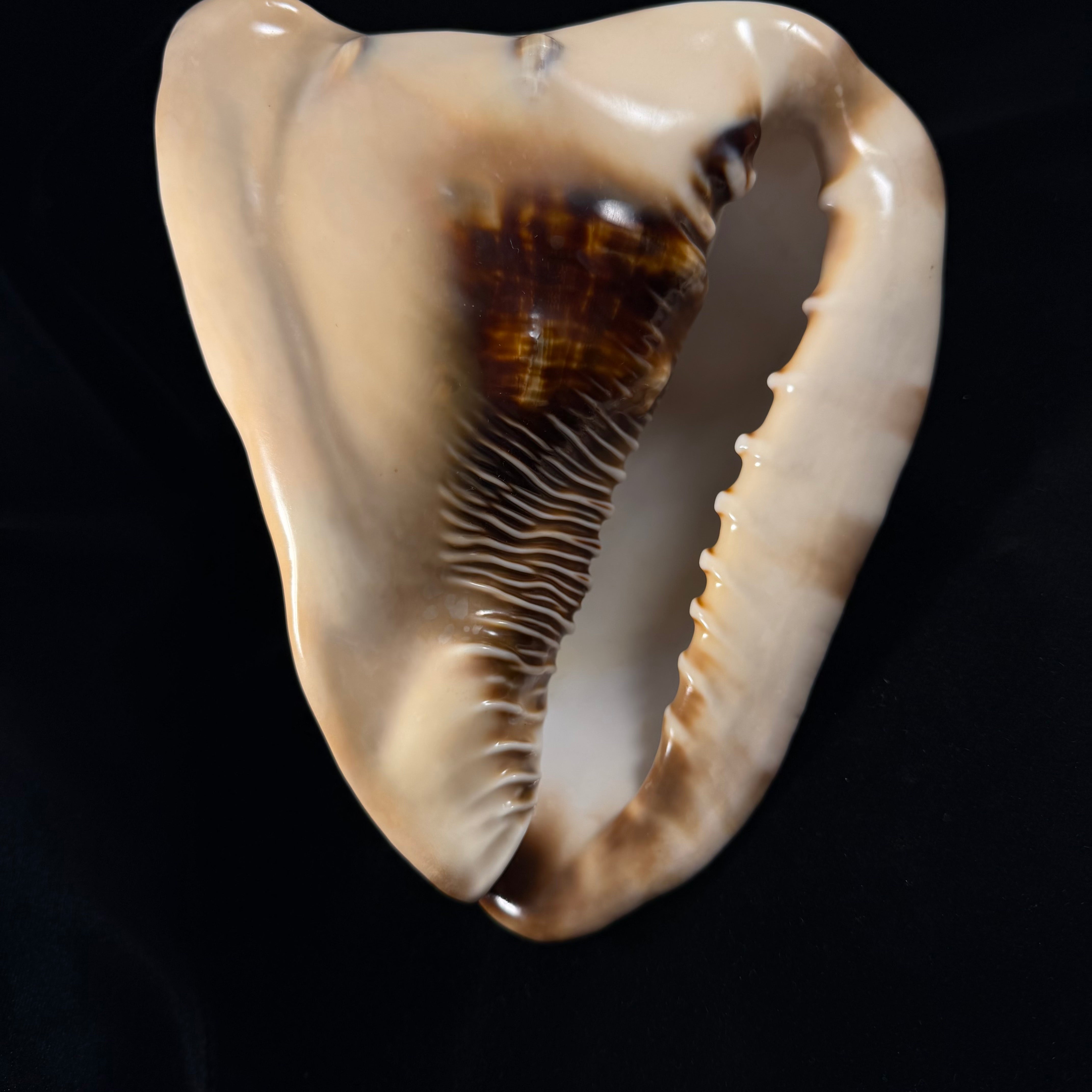 Cassis tuberosa (Linnaeus, 1758) - 209,4mm