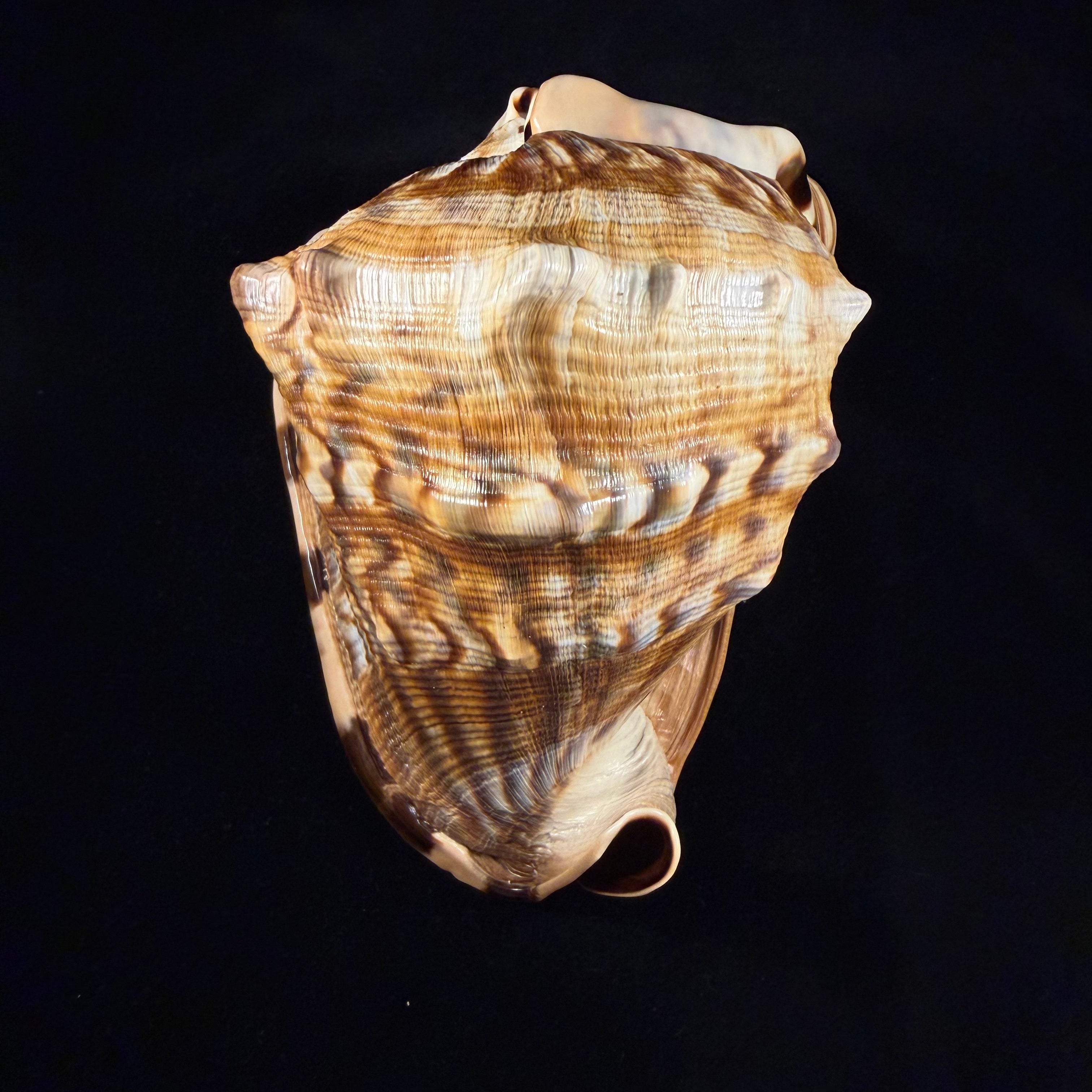 Cassis tuberosa (Linnaeus, 1758) - 196,6mm