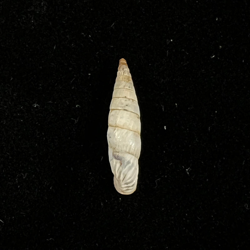 Albinaria eburnea sprattiana H. Nordsieck, 2017 - 17,1mm