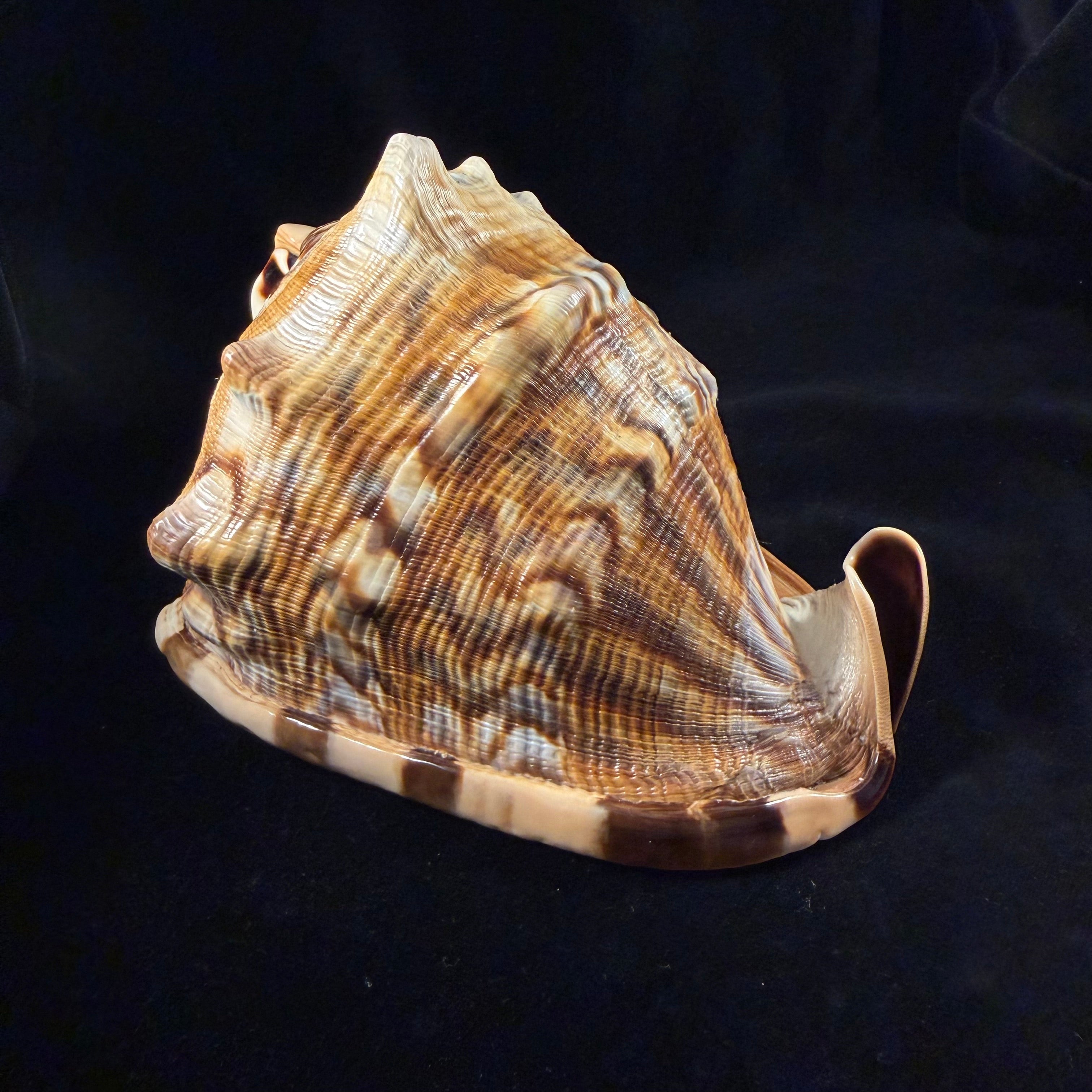 Cassis tuberosa (Linnaeus, 1758) - 196,6mm