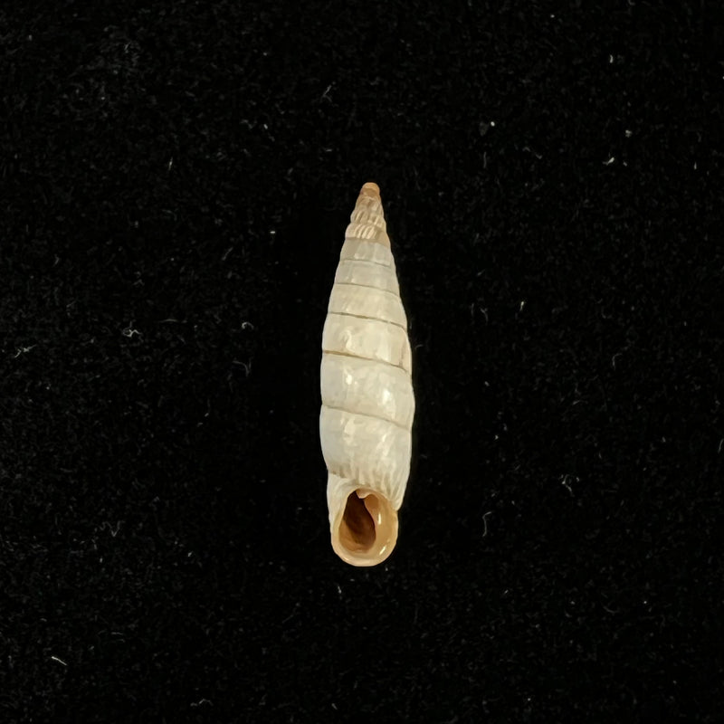 Albinaria eburnea sprattiana H. Nordsieck, 2017 - 17,1mm
