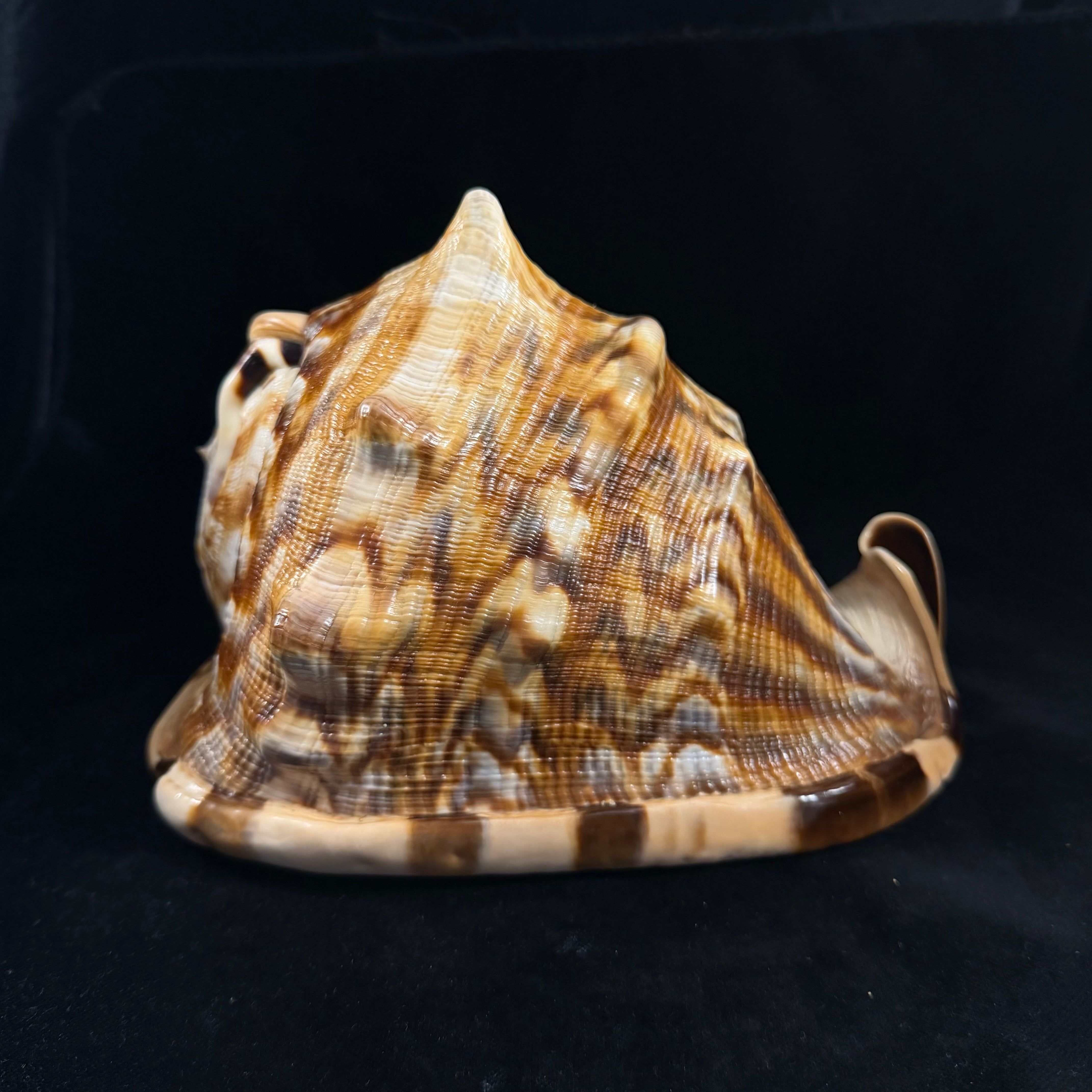 Cassis tuberosa (Linnaeus, 1758) - 196,6mm