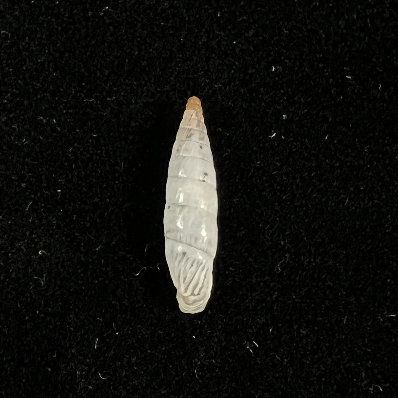 Albinaria eburnea sprattiana H. Nordsieck, 2017 - 15,5mm