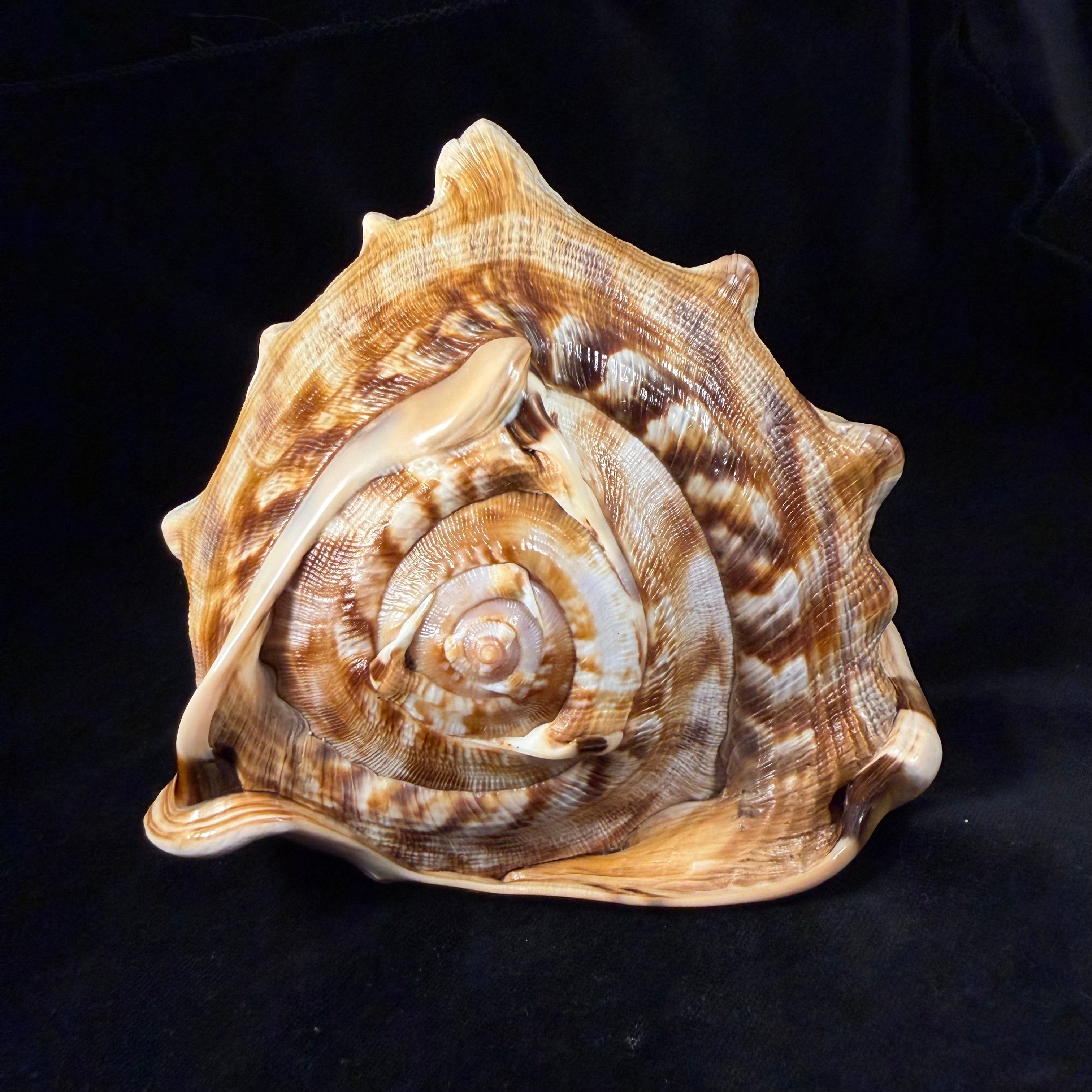 Cassis tuberosa (Linnaeus, 1758) - 196,6mm