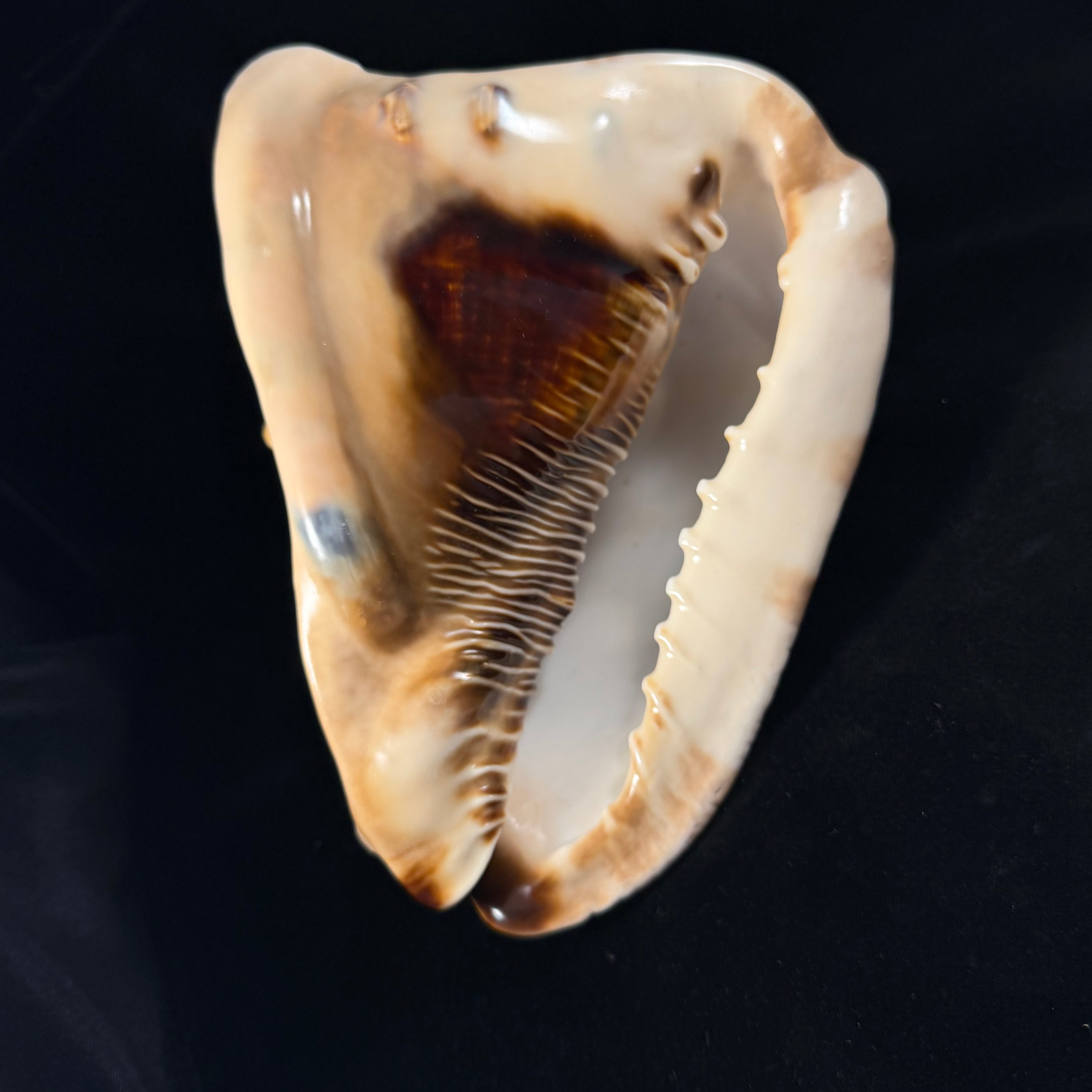 Cassis tuberosa (Linnaeus, 1758) - 196,6mm