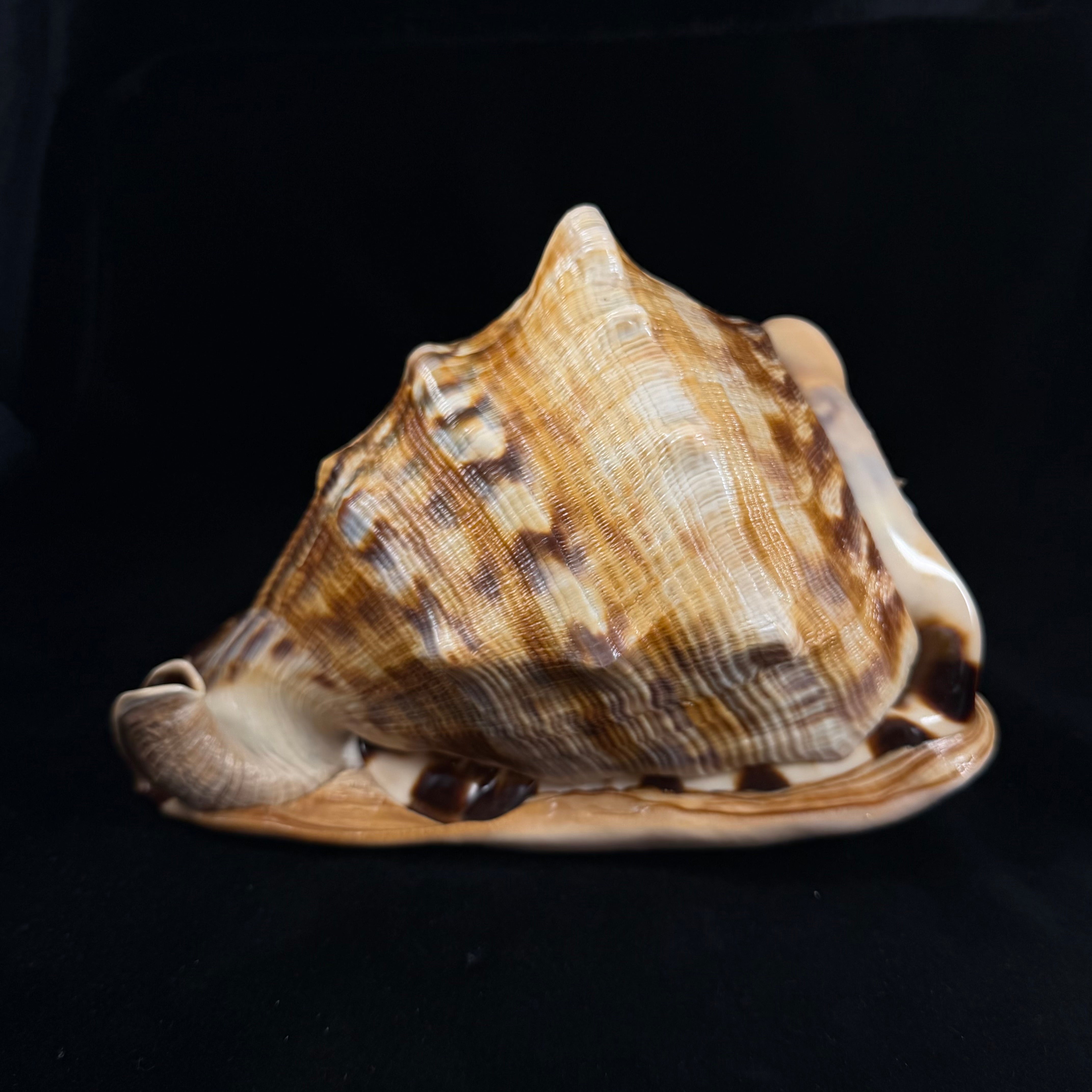 Cassis tuberosa (Linnaeus, 1758) - 196,6mm