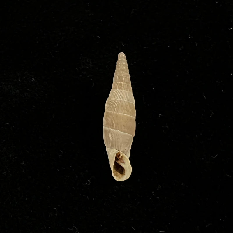 Albinaria leonisorum (Boettger, 1901) - 19mm