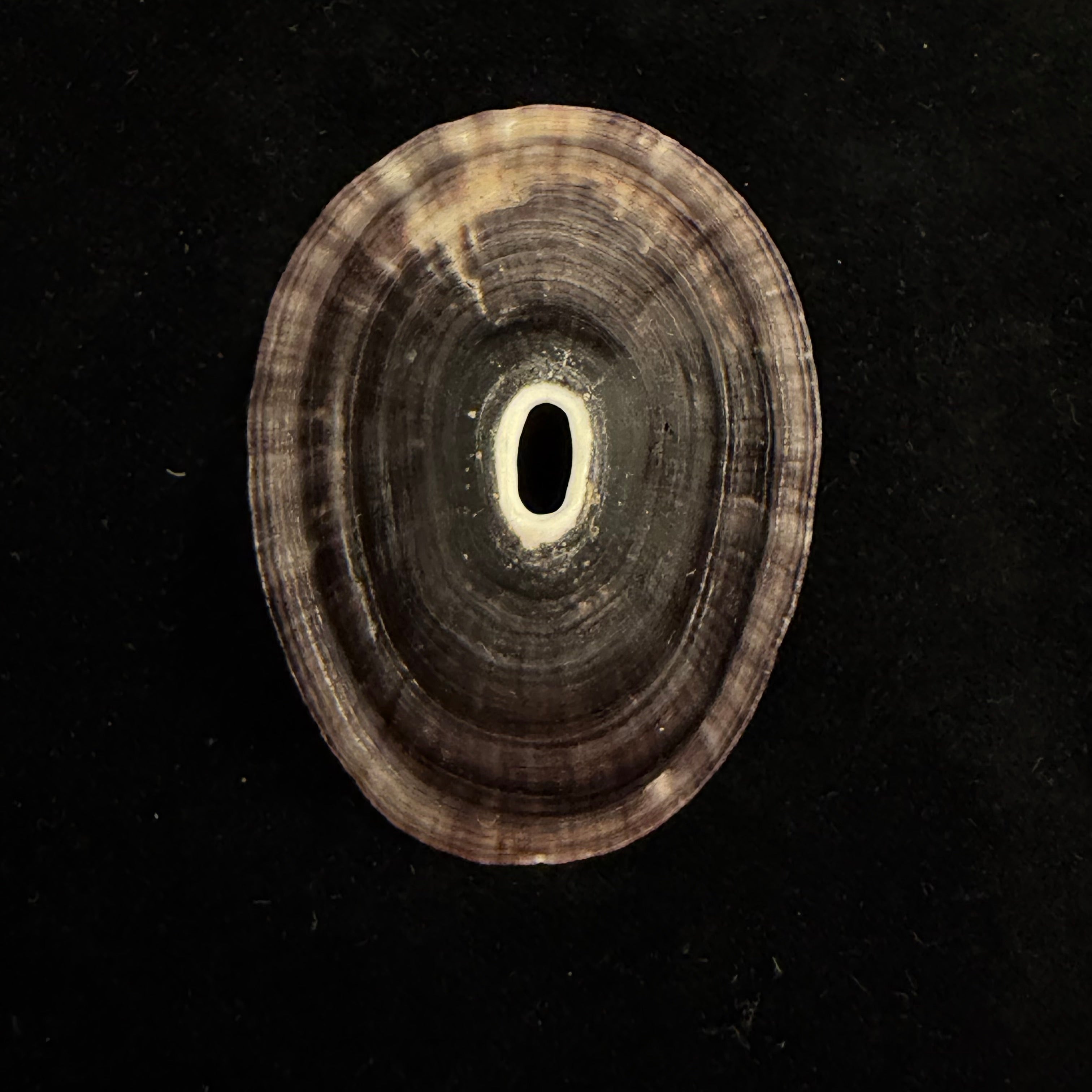 Fissurella nigra R. P. Lesson, 1831 - 64,7mm