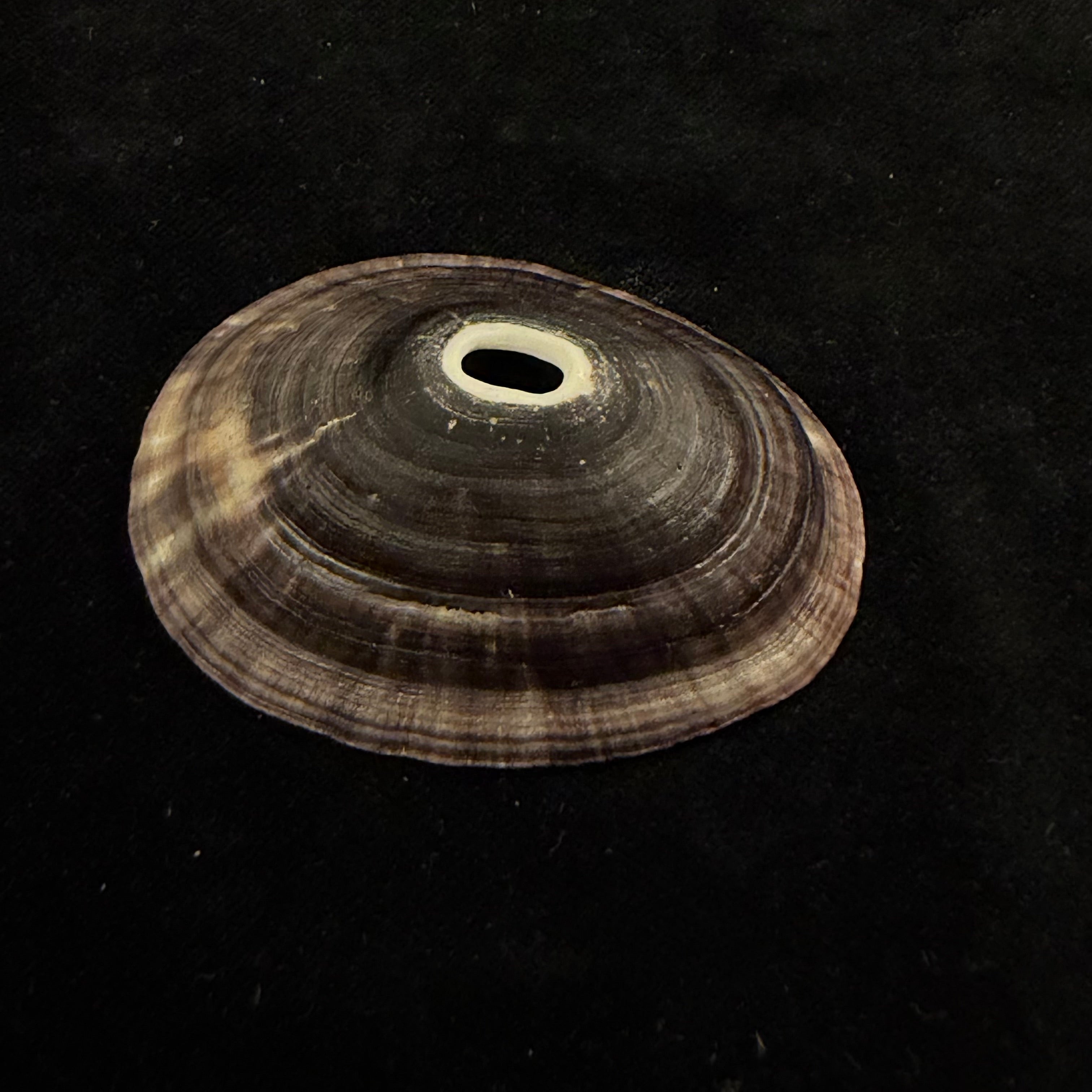 Fissurella nigra R. P. Lesson, 1831 - 64,7mm