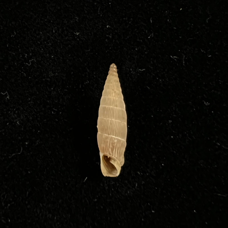 Albinaria leonisorum (Boettger, 1901) - 17,1mm