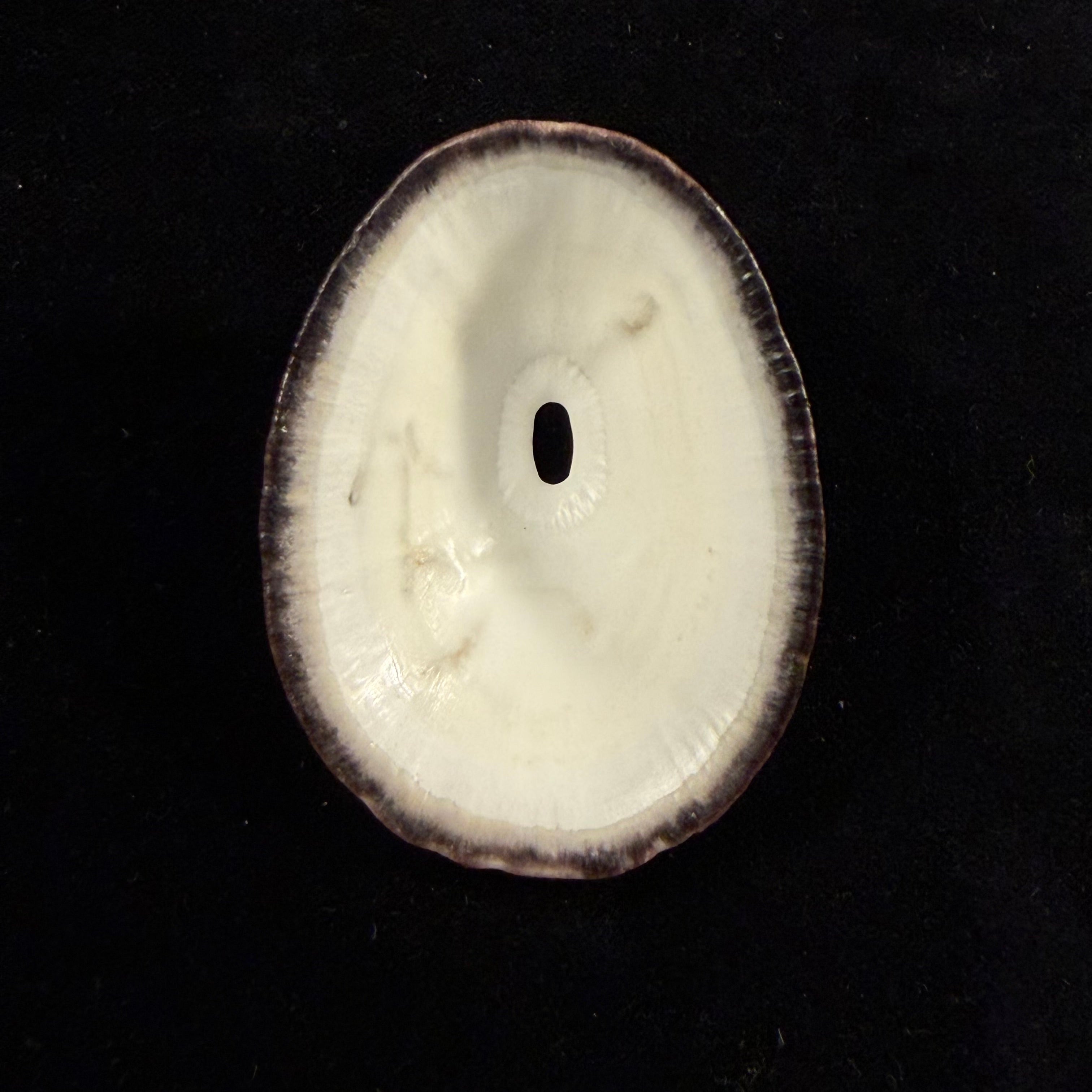 Fissurella nigra R. P. Lesson, 1831 - 64,7mm