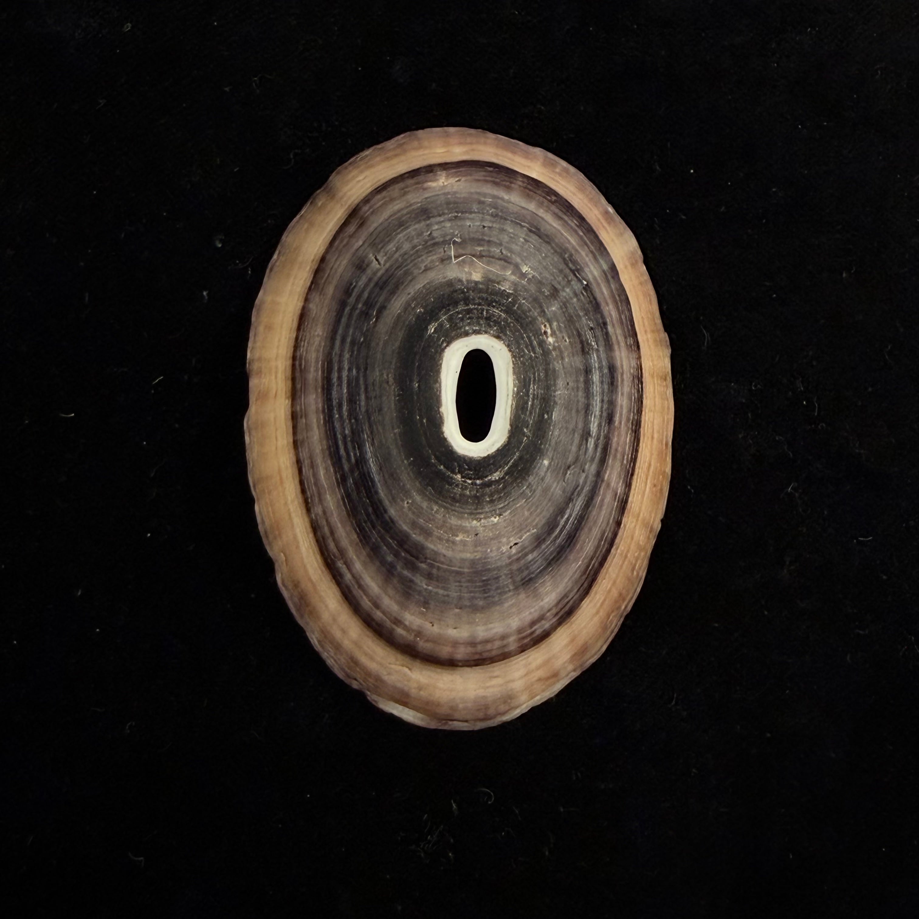 Fissurella nigra R. P. Lesson, 1831 - 71,5mm
