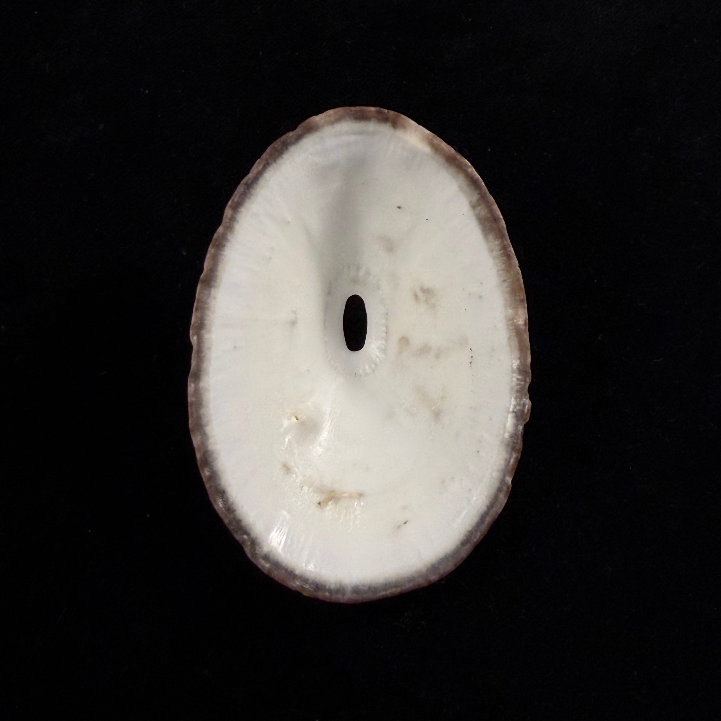 Fissurella nigra R. P. Lesson, 1831 - 71,5mm