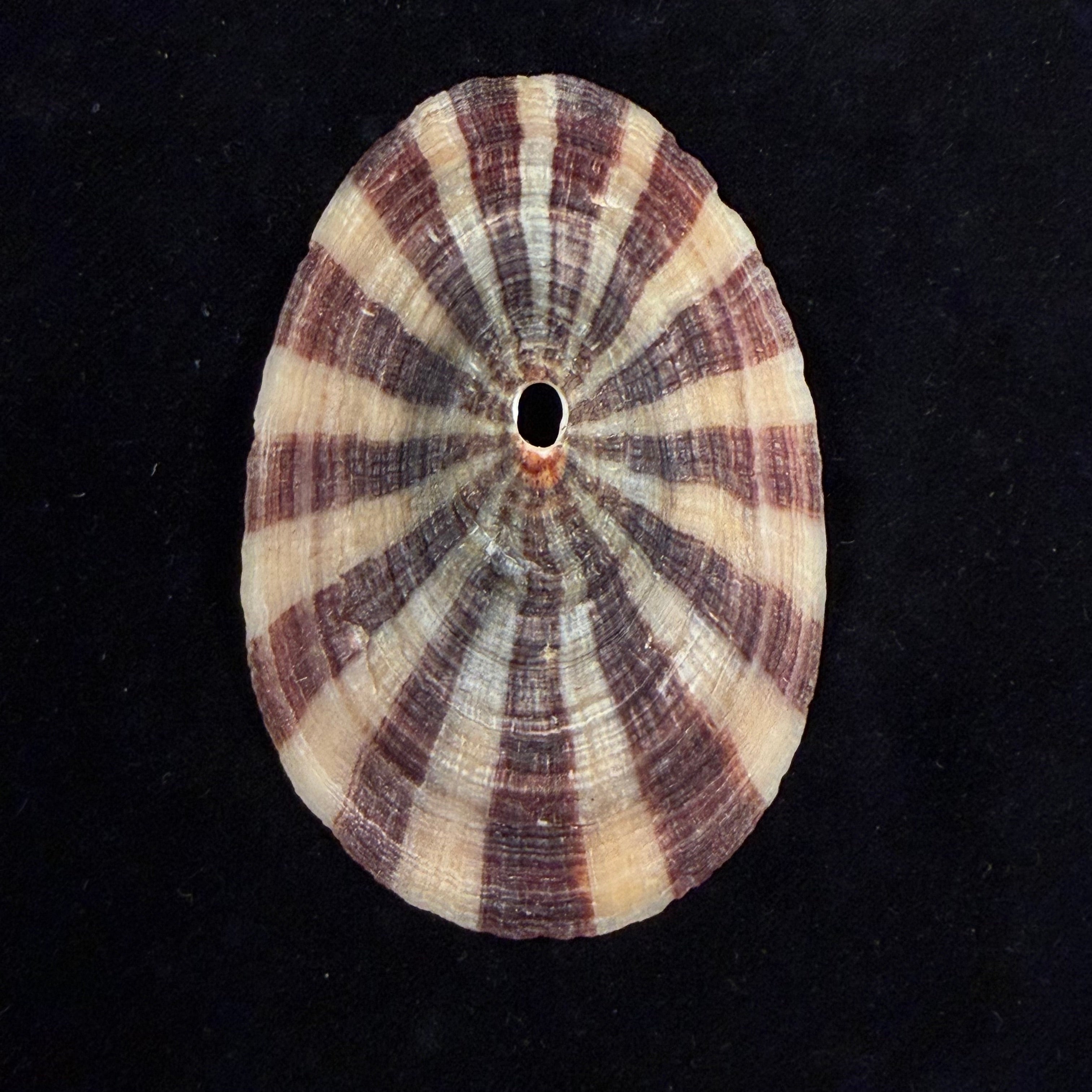 Fissurella pulchra G. B. Sowerby I, 1834 - 106,4mm