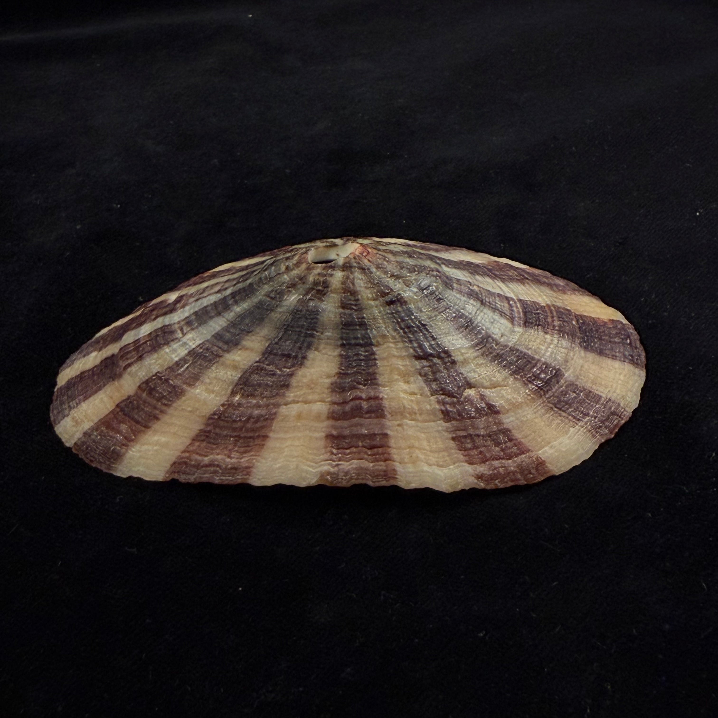 Fissurella pulchra G. B. Sowerby I, 1834 - 106,4mm