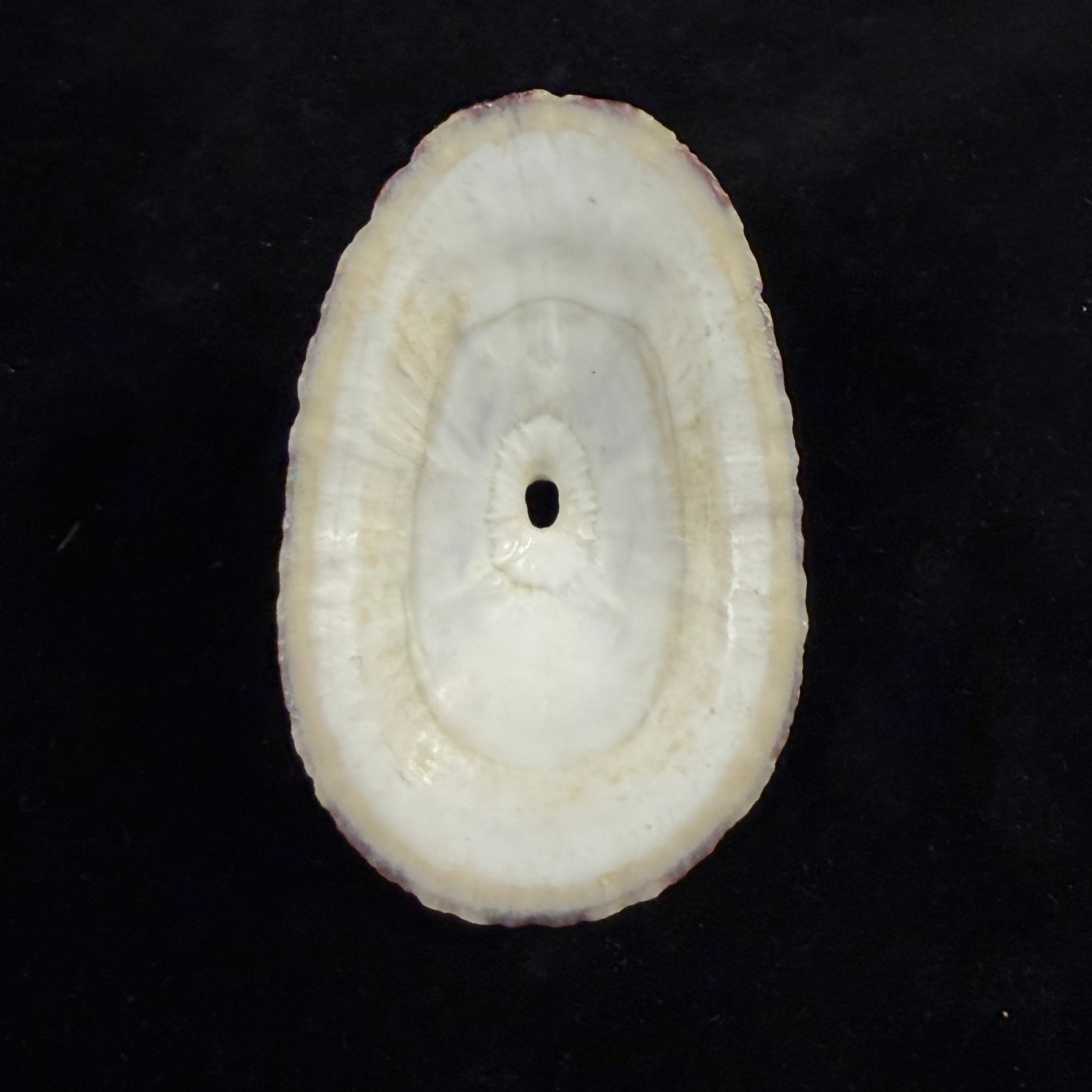 Fissurella pulchra G. B. Sowerby I, 1834 - 106,4mm