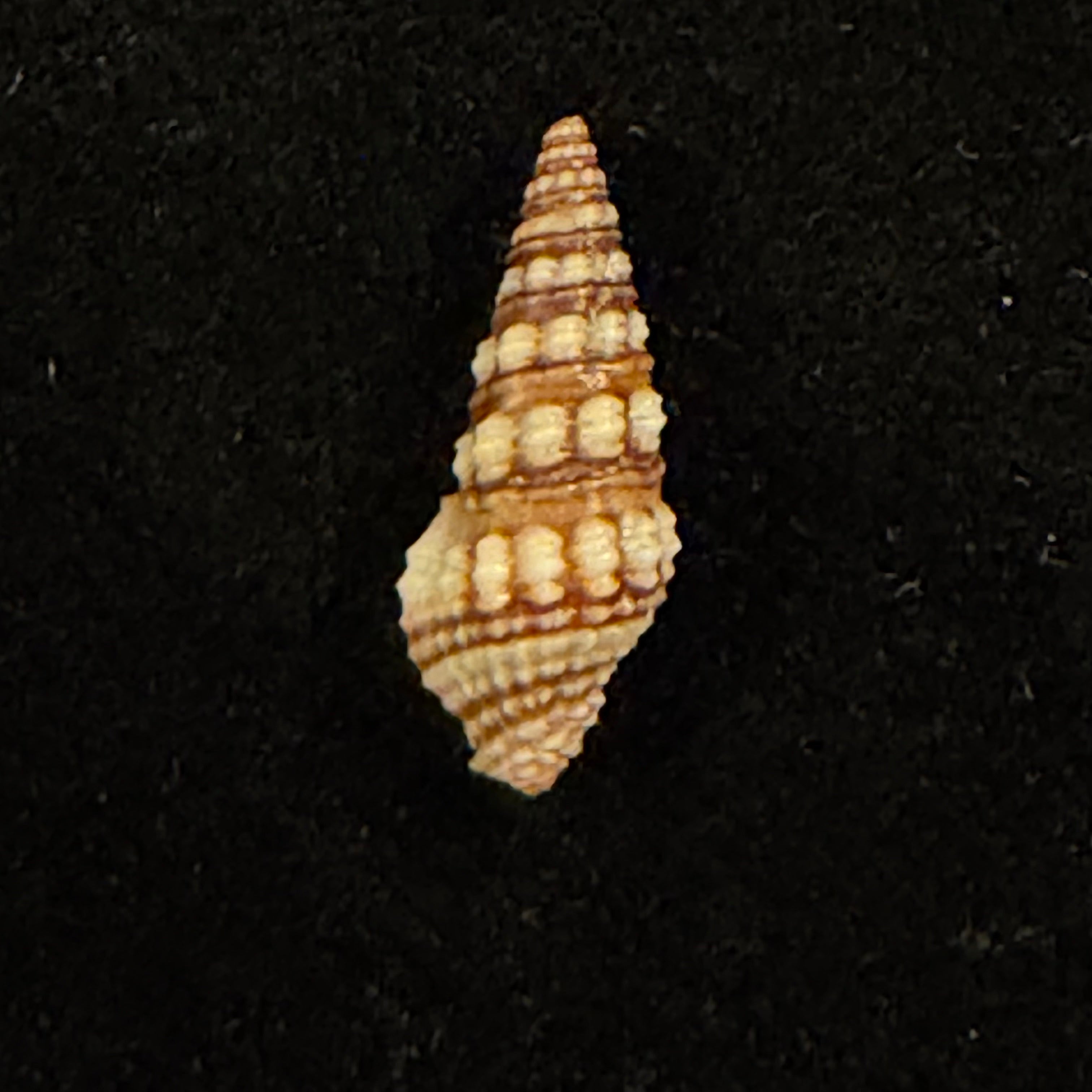 Pilsbryspira leucocyma (Dall, 1884) - 14,6mm