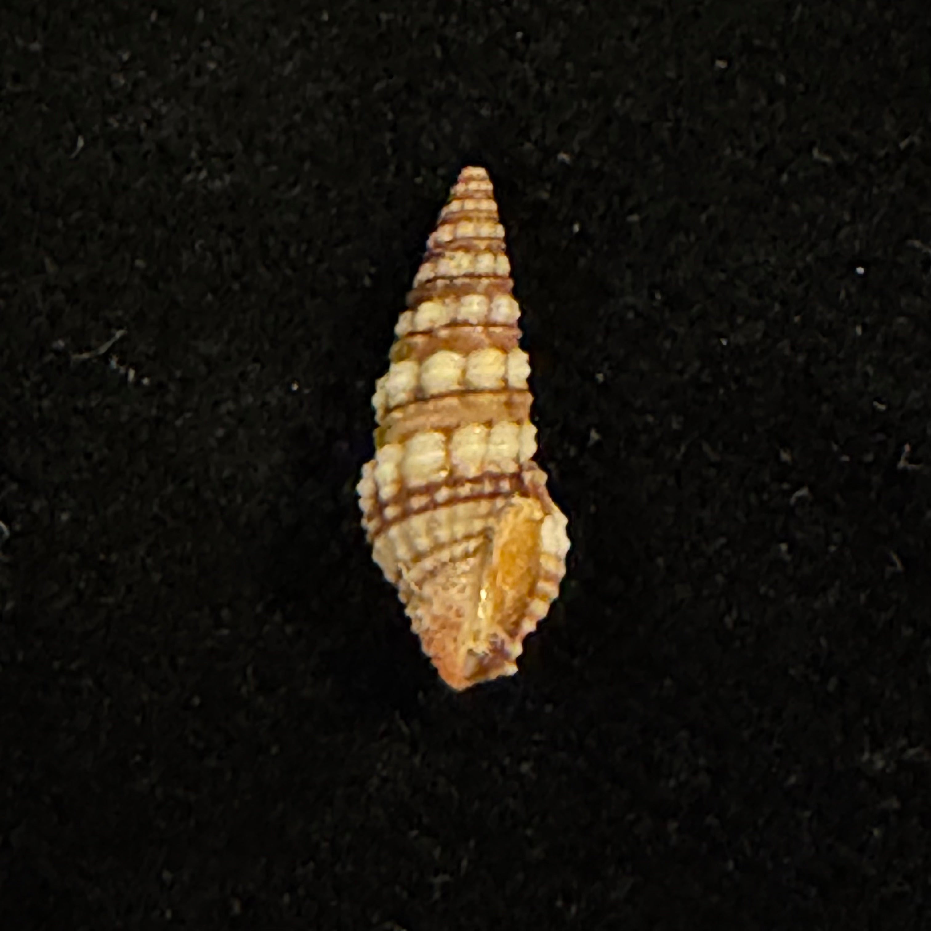 Pilsbryspira leucocyma (Dall, 1884) - 14,6mm
